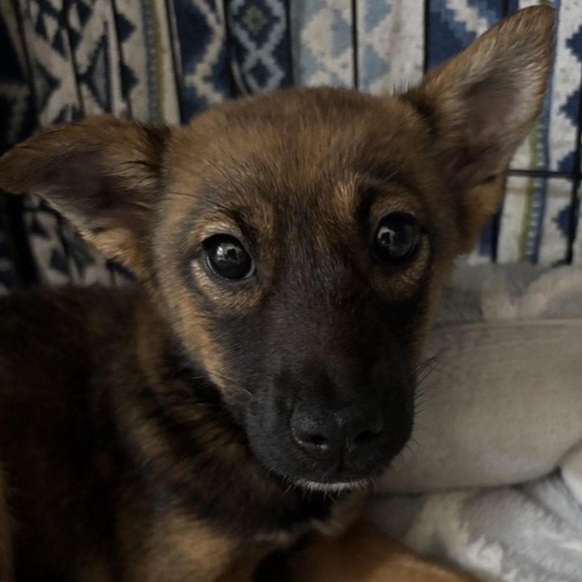 pet-image-2