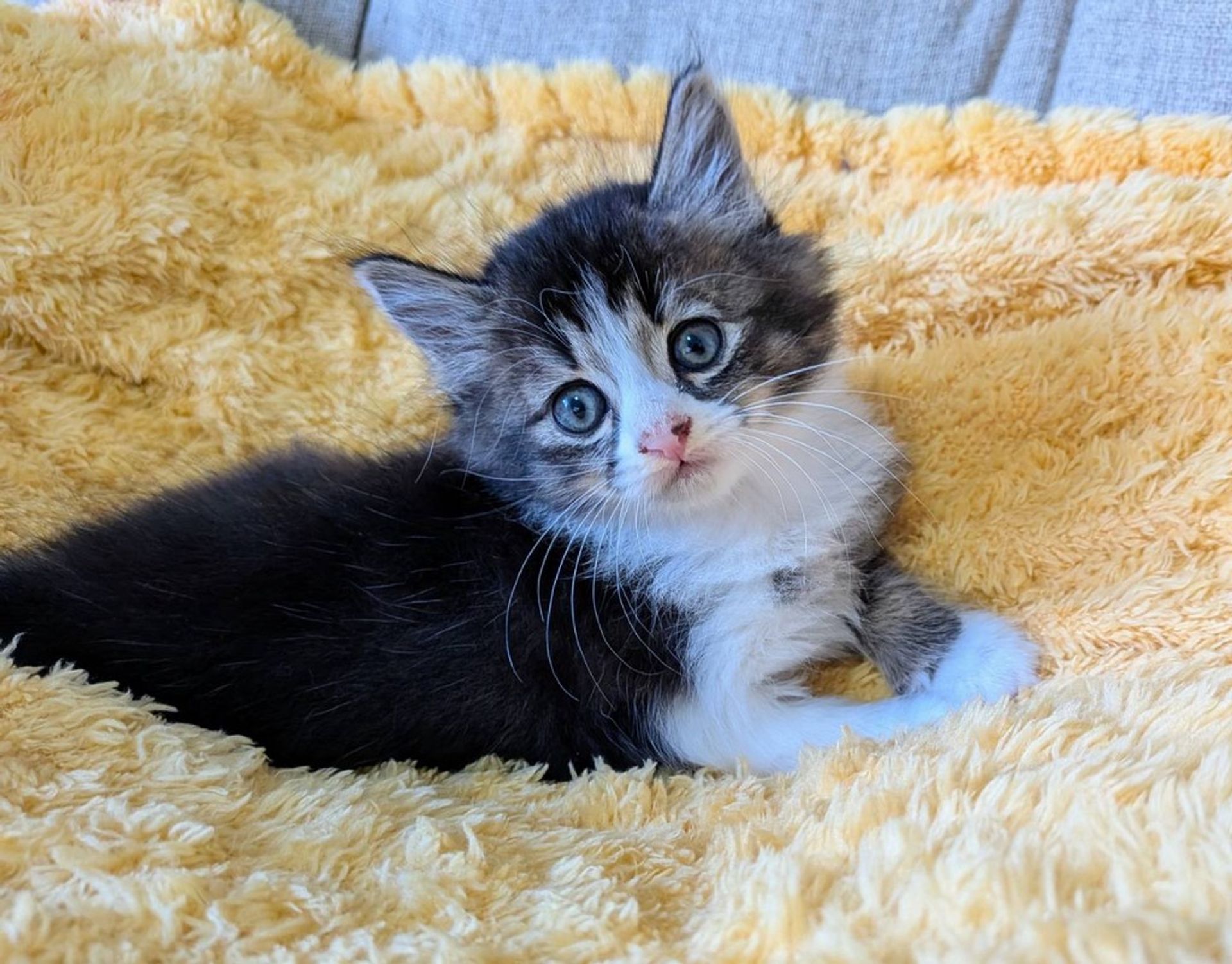 雑種（ミックス猫）・オスの里親募集の写真