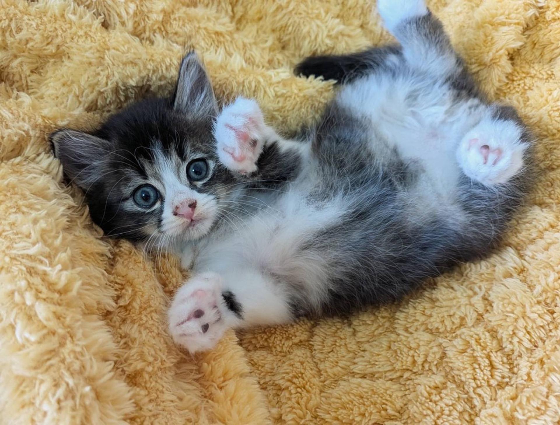 pet-image-3