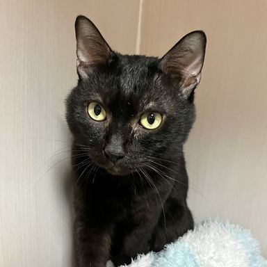 雑種（ミックス猫）・オスの里親募集の写真