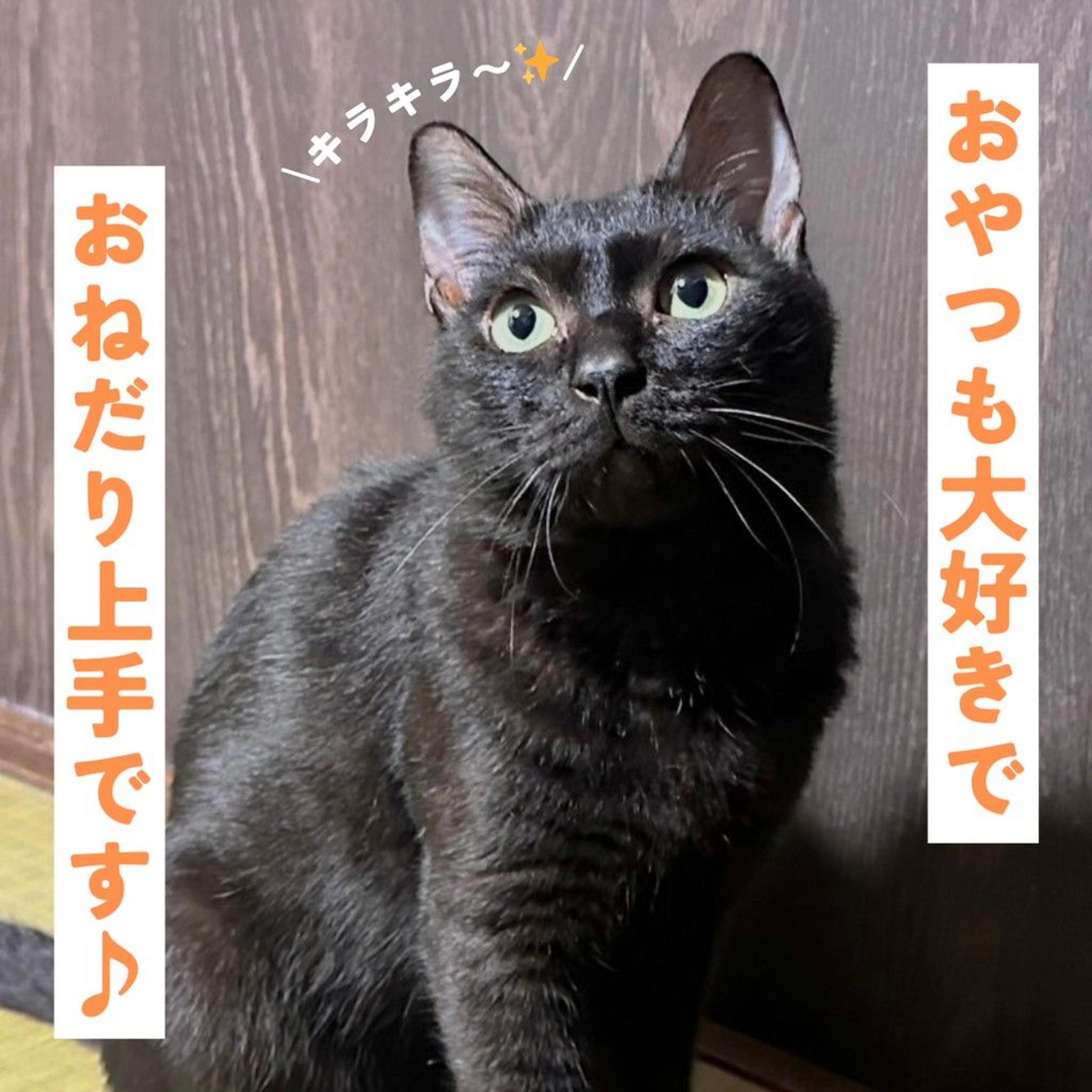 pet-image-5
