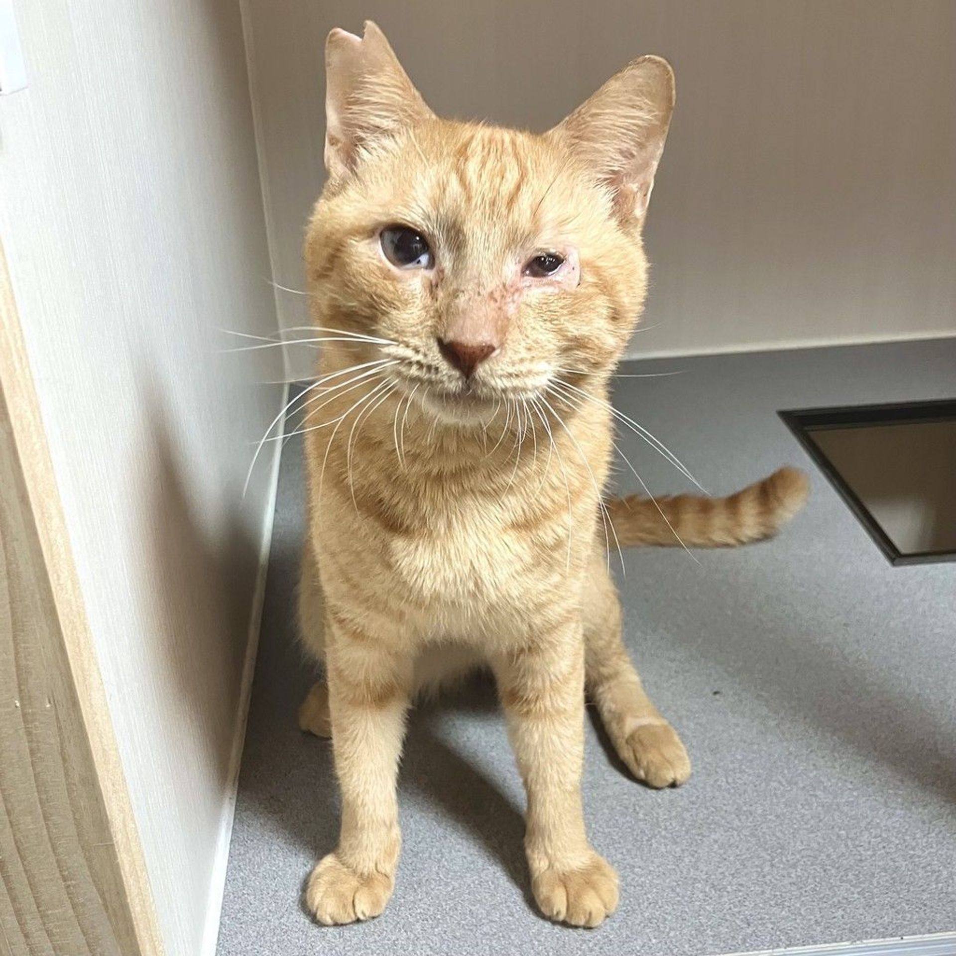 雑種（ミックス猫）・オスの里親募集の写真