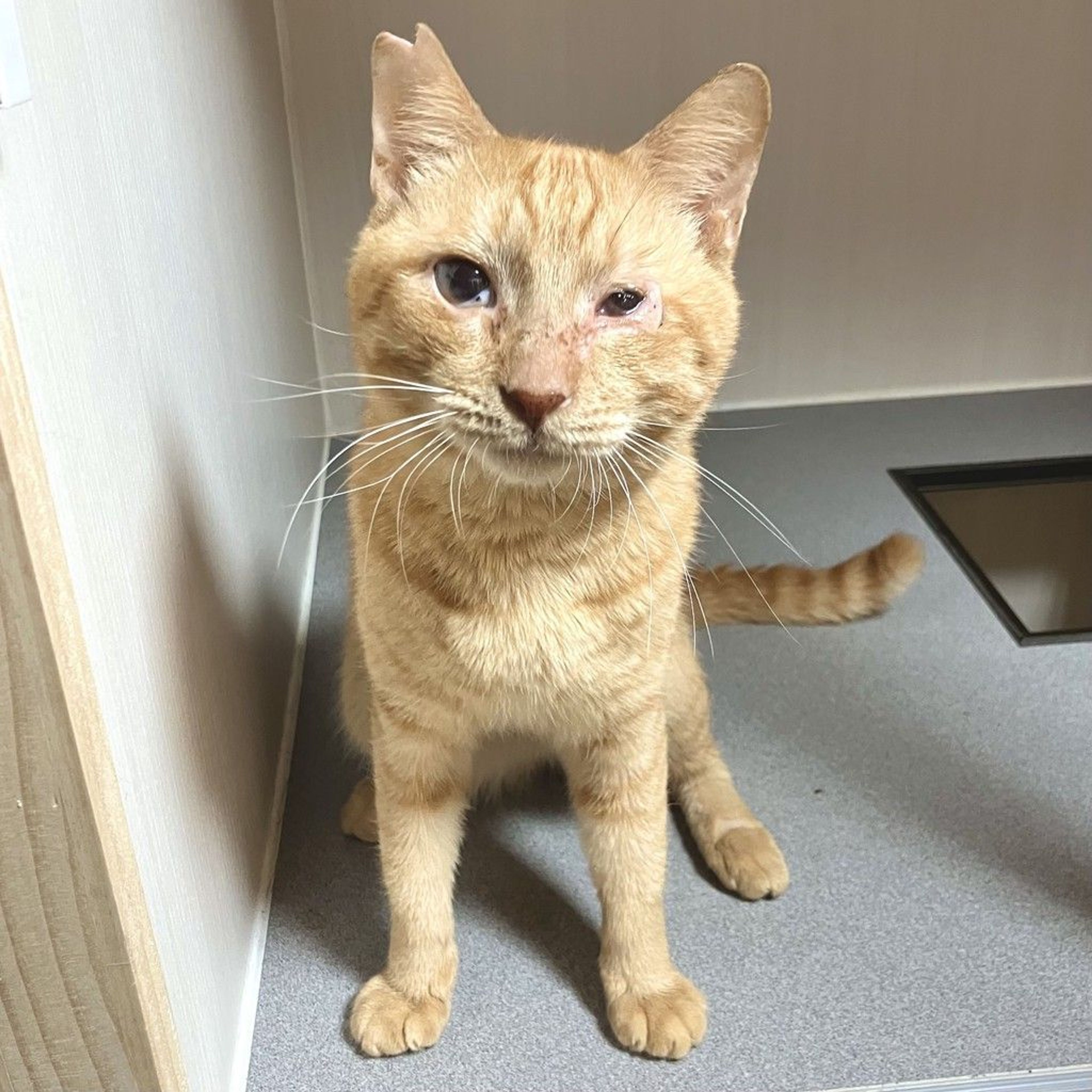 雑種（ミックス猫）・オスの里親募集の写真