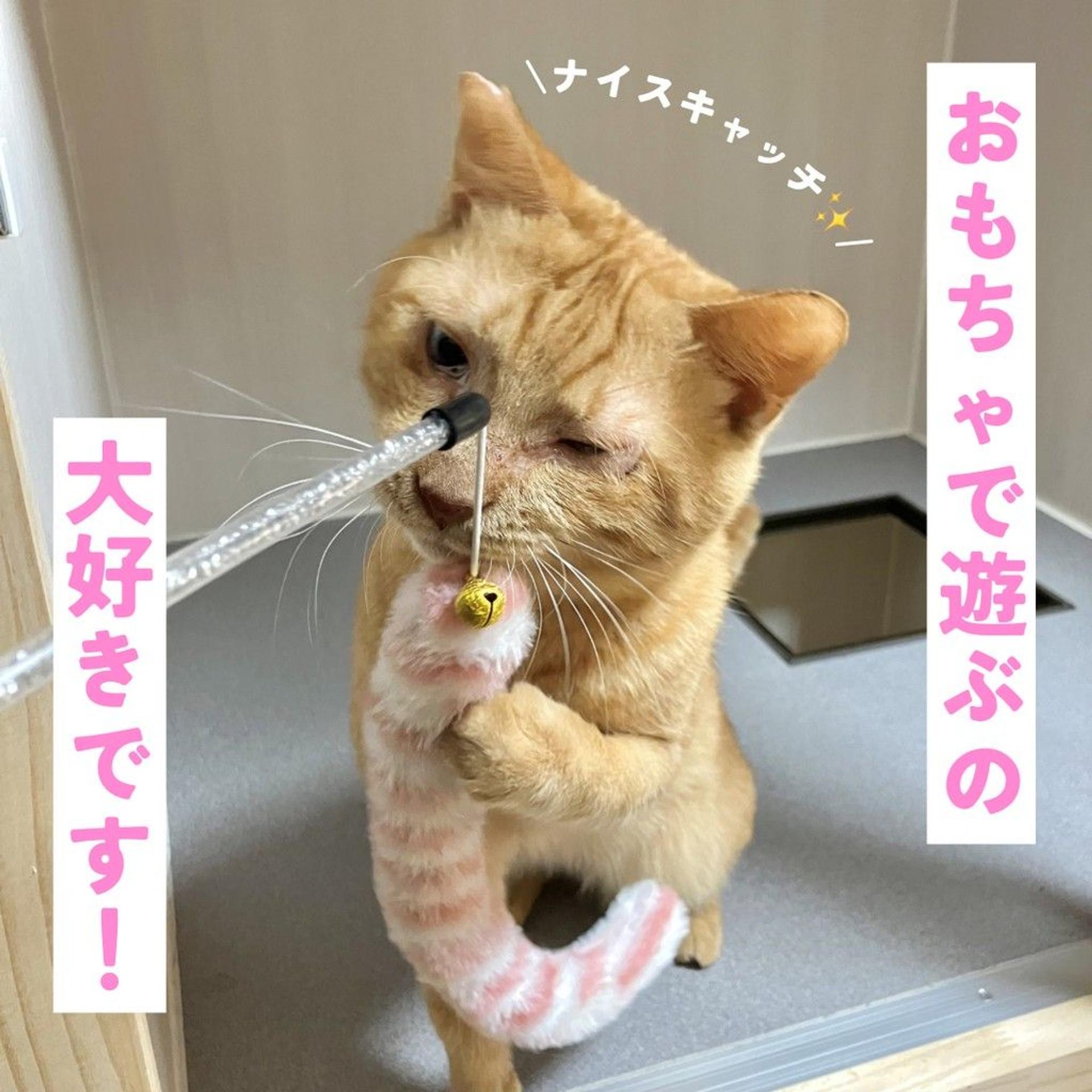 pet-image-3