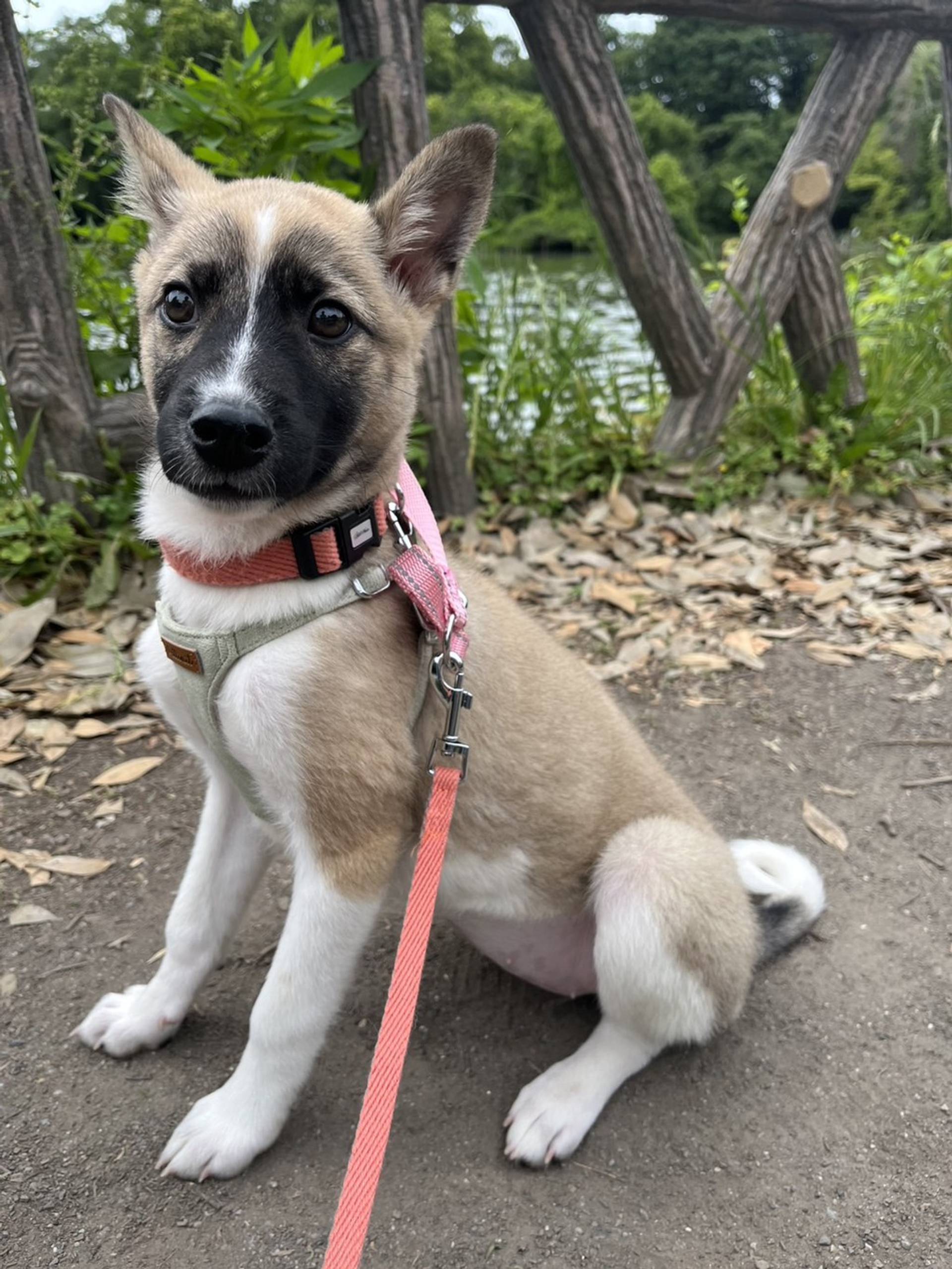 雑種（ミックス犬）・メスの里親募集の写真