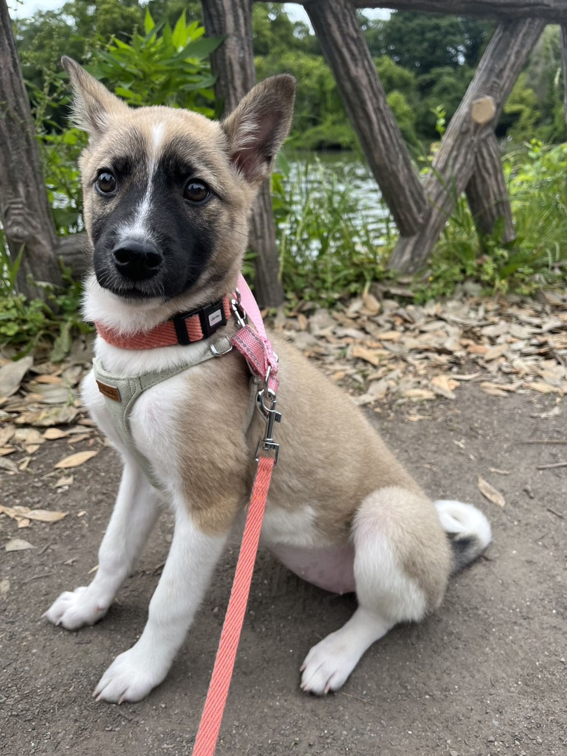 雑種（ミックス犬）・メスの里親募集の写真