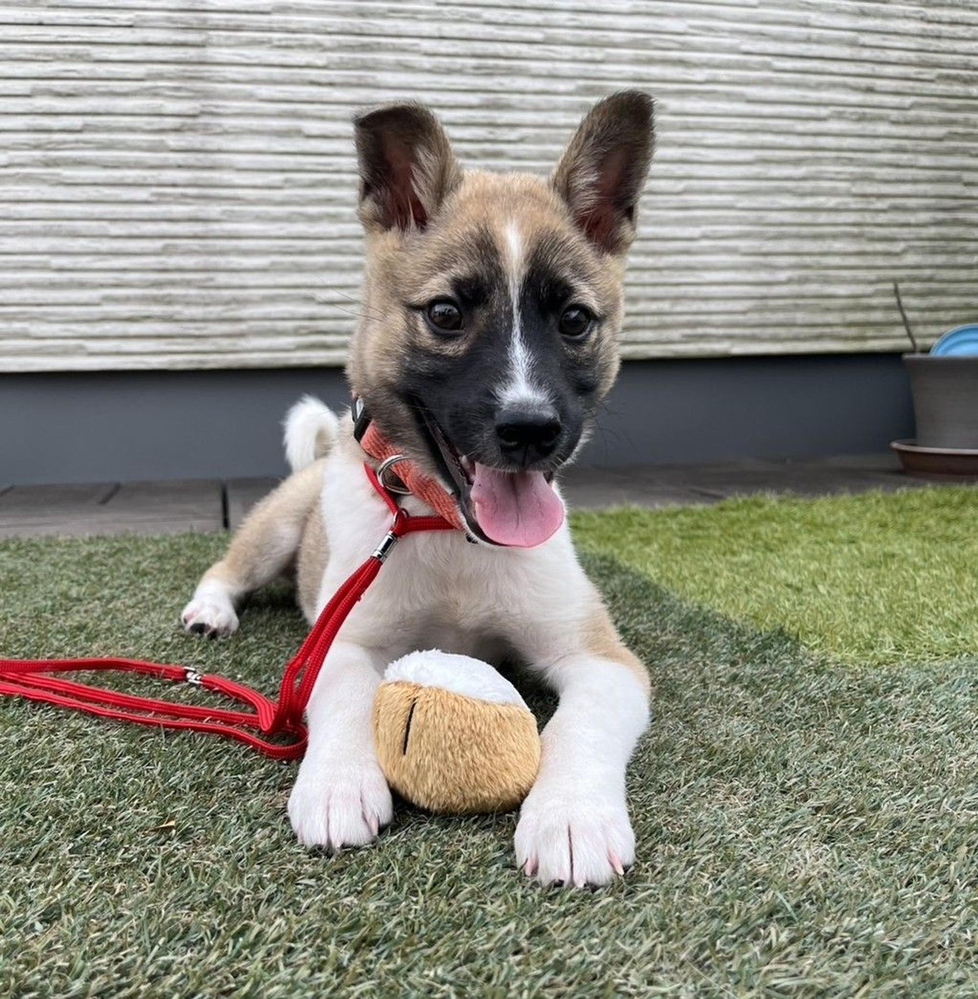 pet-image-5