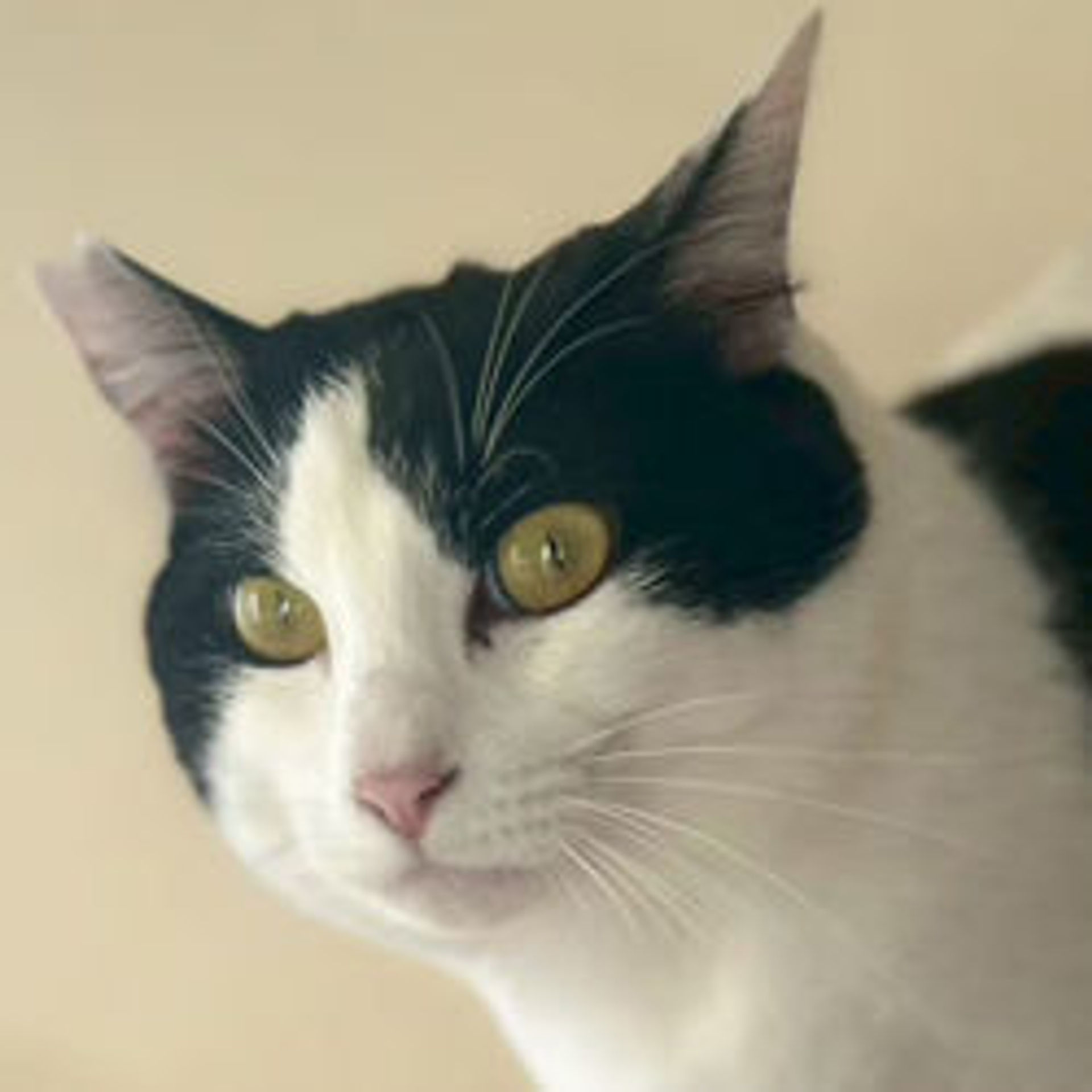 雑種（ミックス猫）・オスの里親募集の写真
