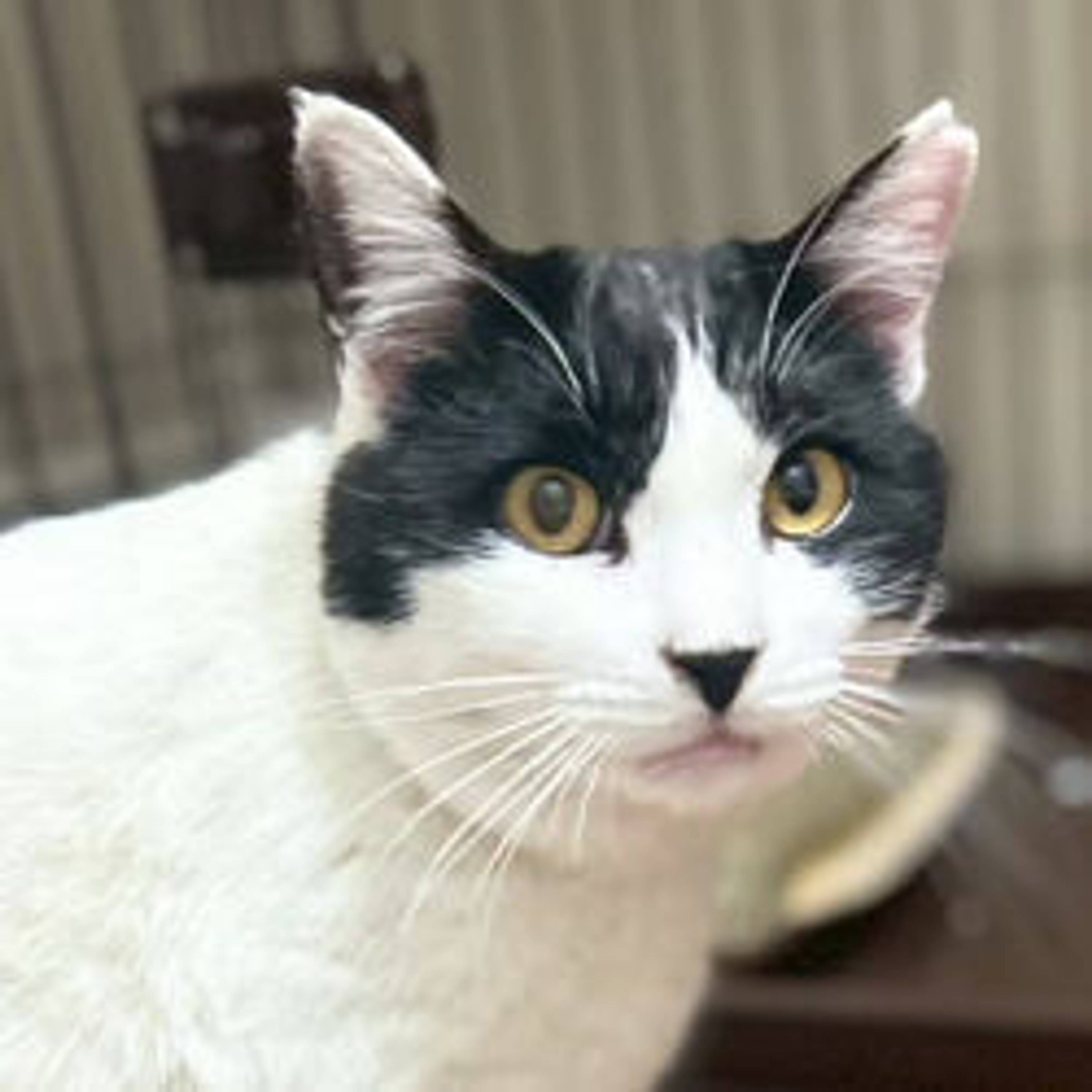 雑種（ミックス猫）・オスの里親募集の写真