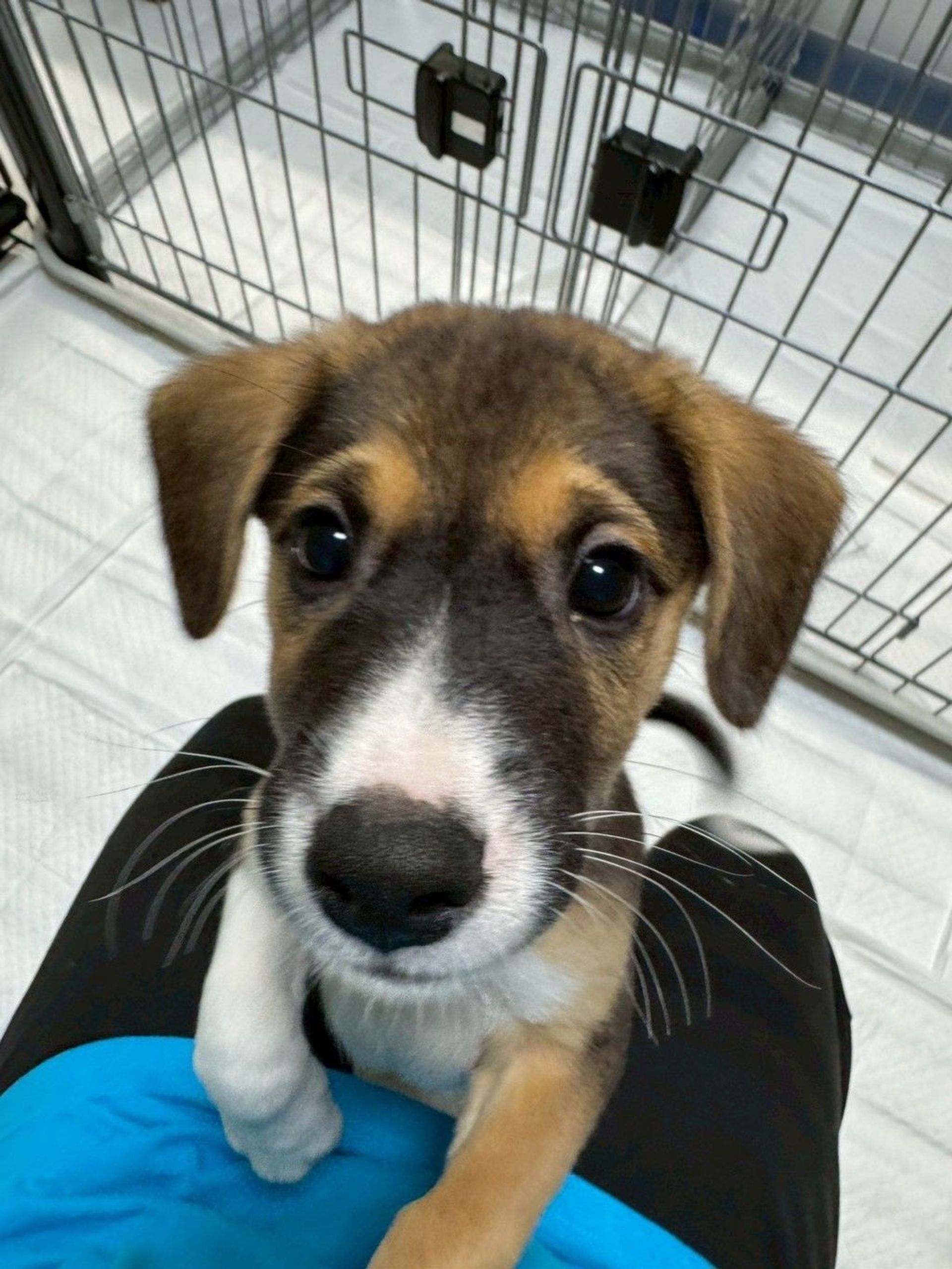 雑種（ミックス犬）・オスの里親募集の写真