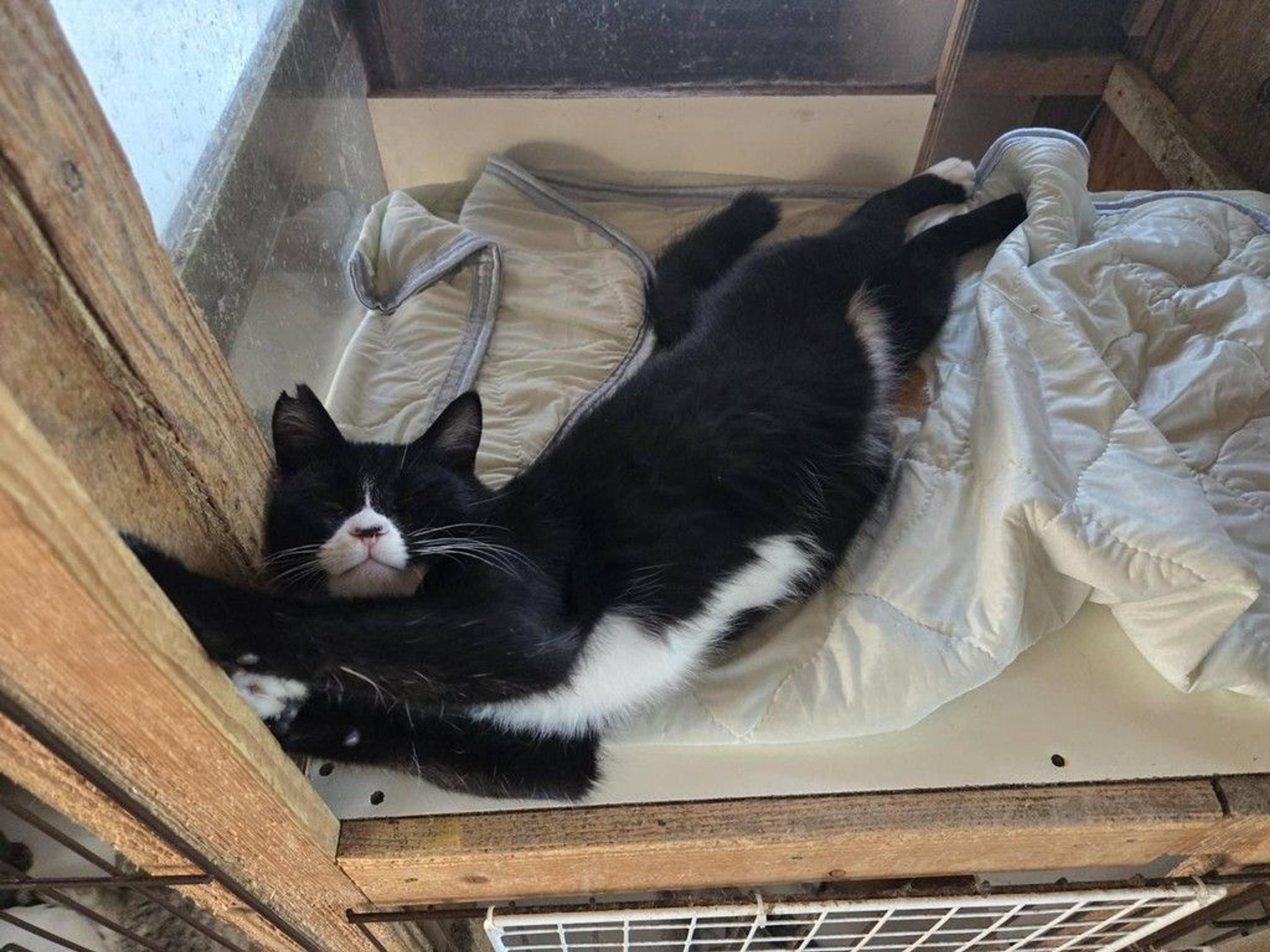 pet-image-2