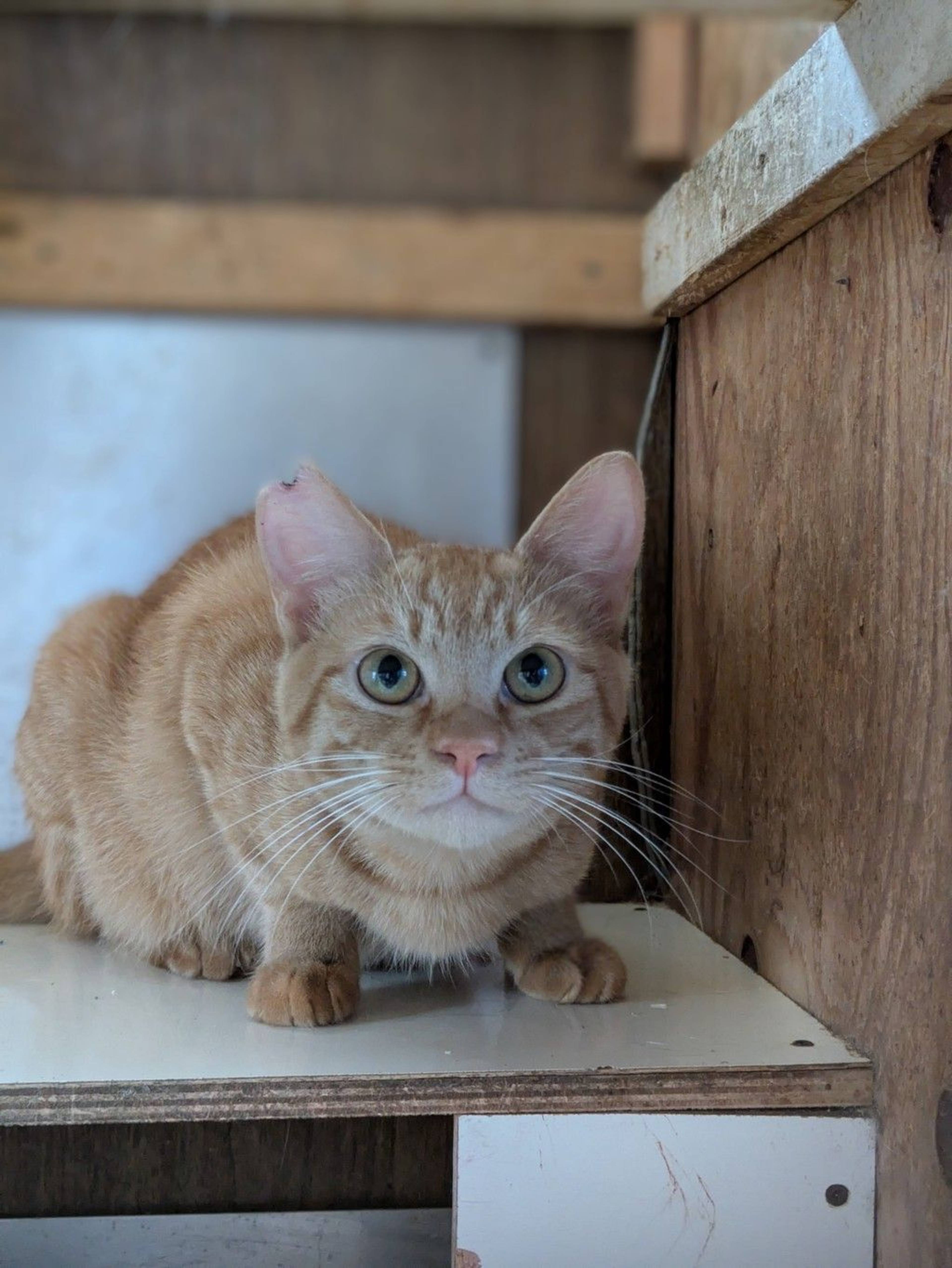 雑種（ミックス猫）・オスの里親募集の写真