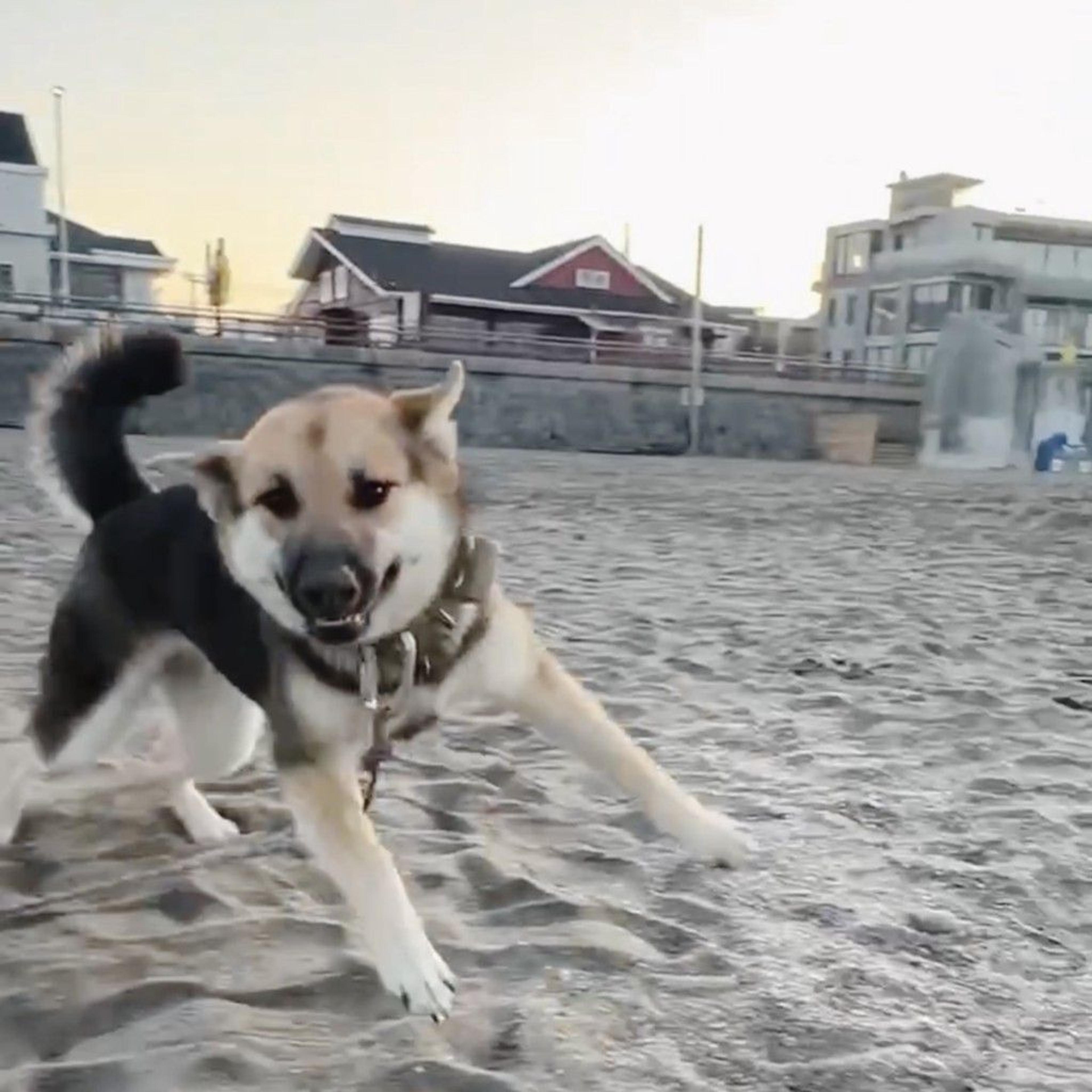 pet-image-4