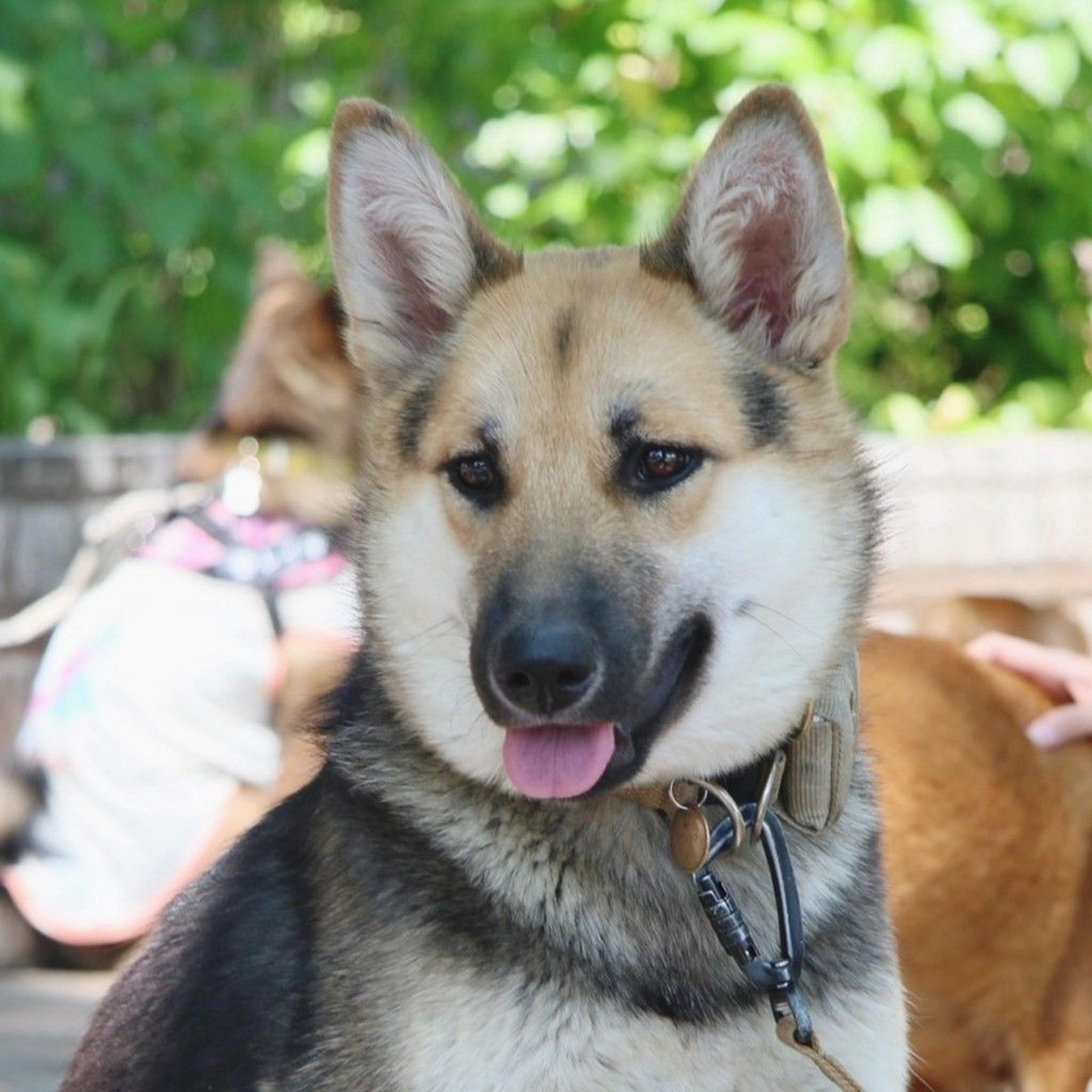 pet-image-5