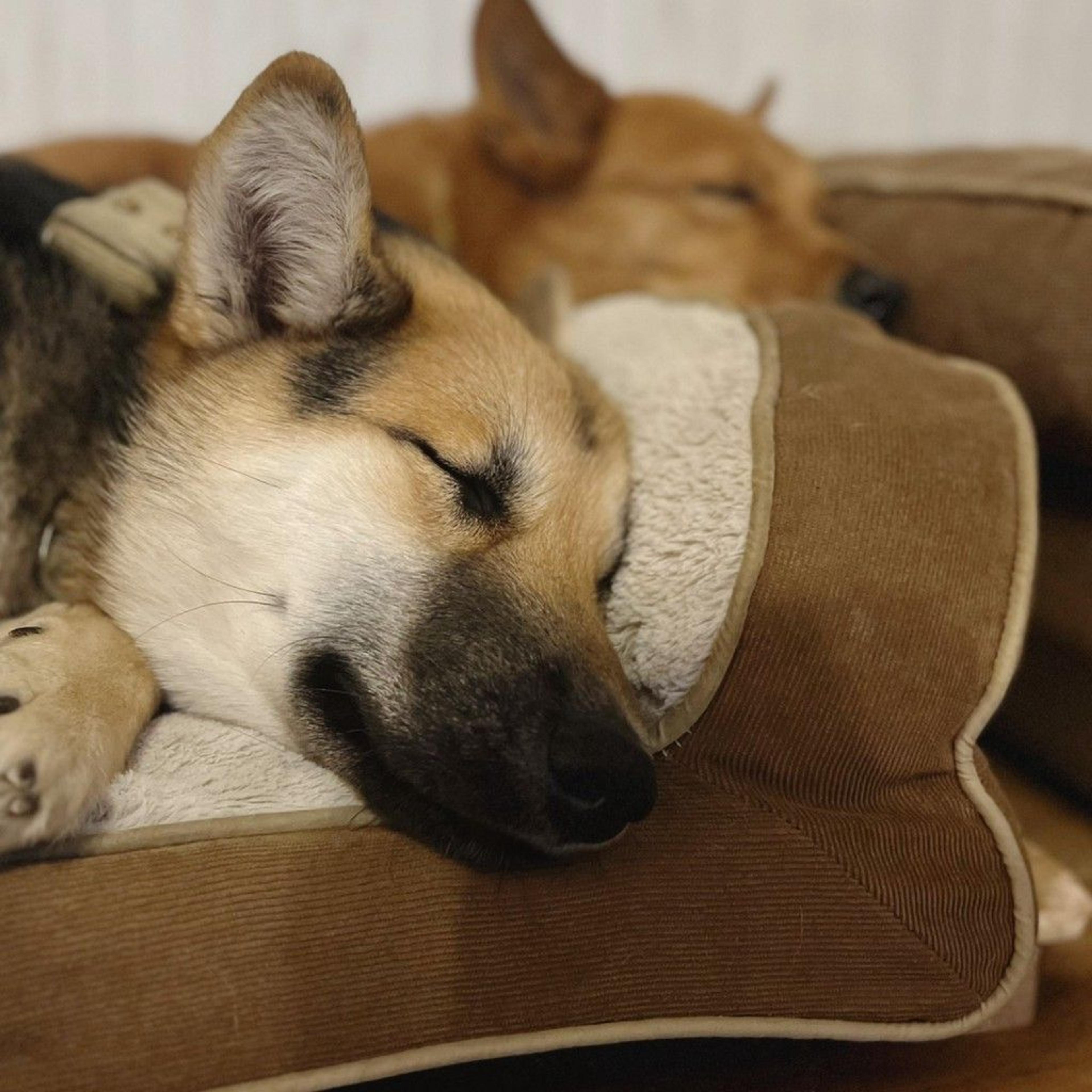 pet-image-6