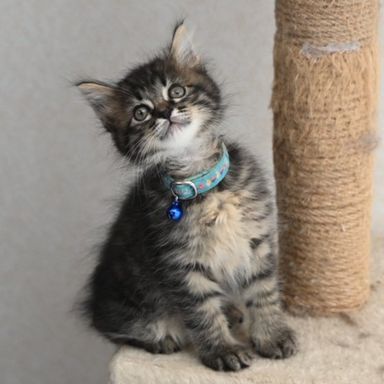 雑種（ミックス猫）・オスの里親募集の写真