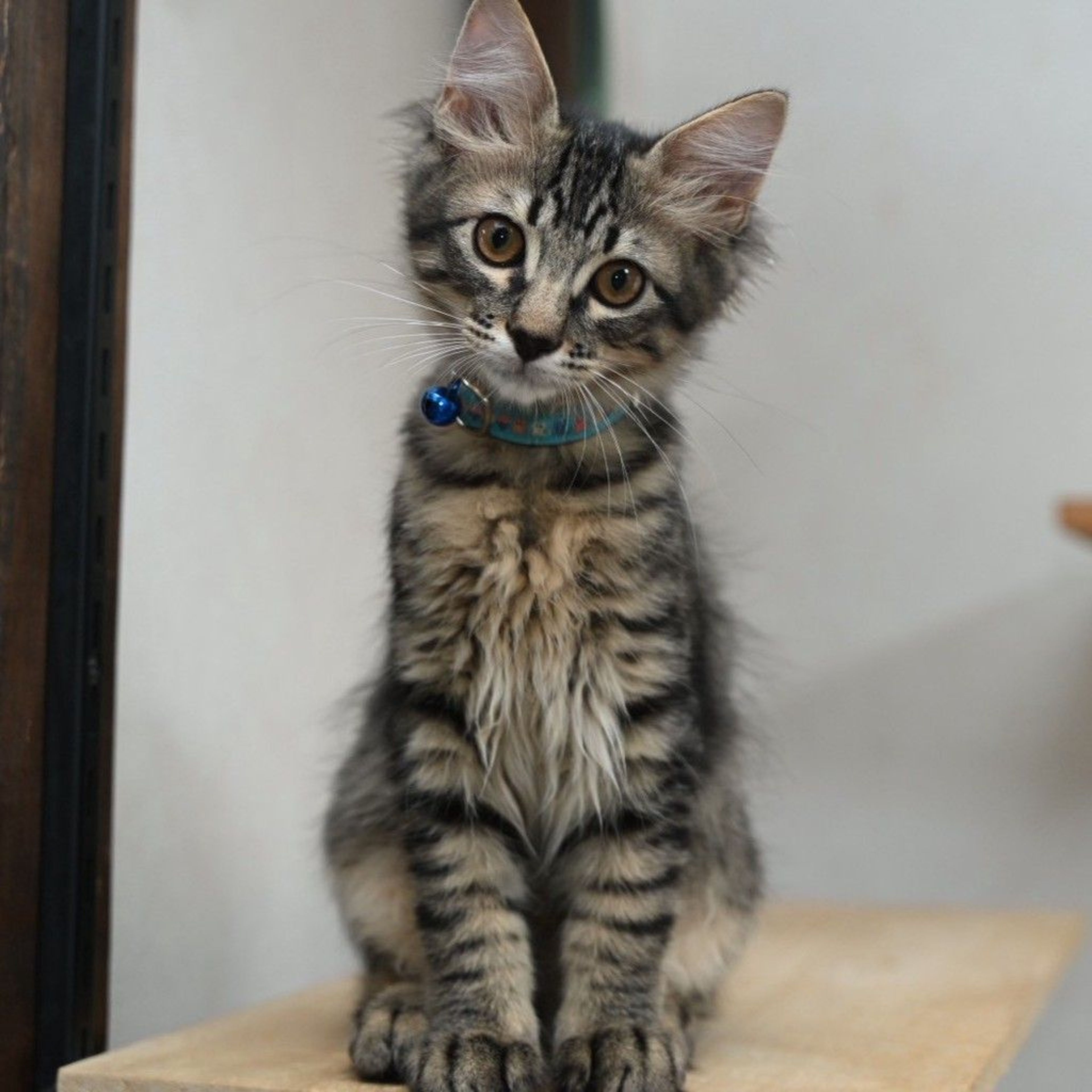 雑種（ミックス猫）・オスの里親募集の写真