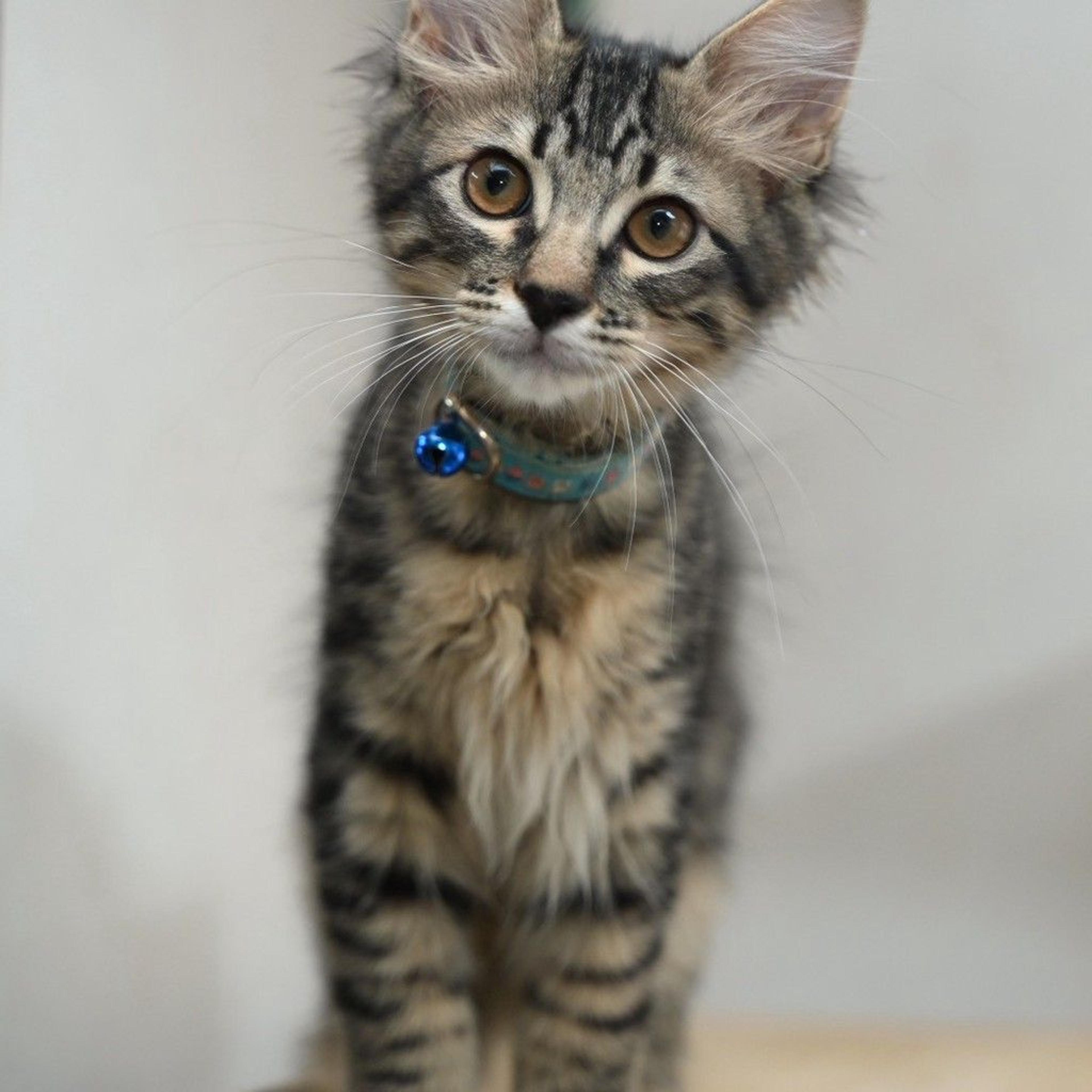 pet-image-4