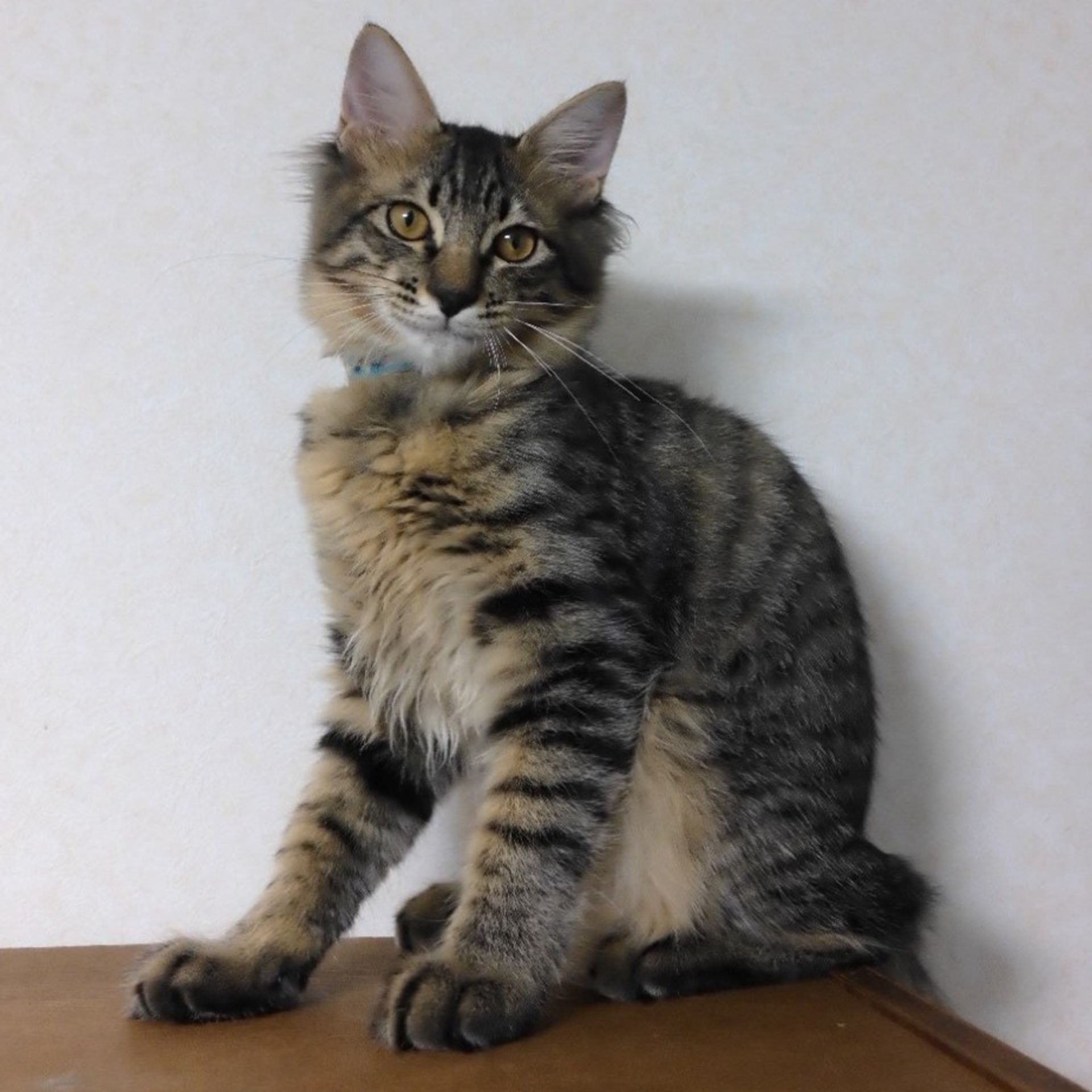 雑種（ミックス猫）・オスの里親募集の写真