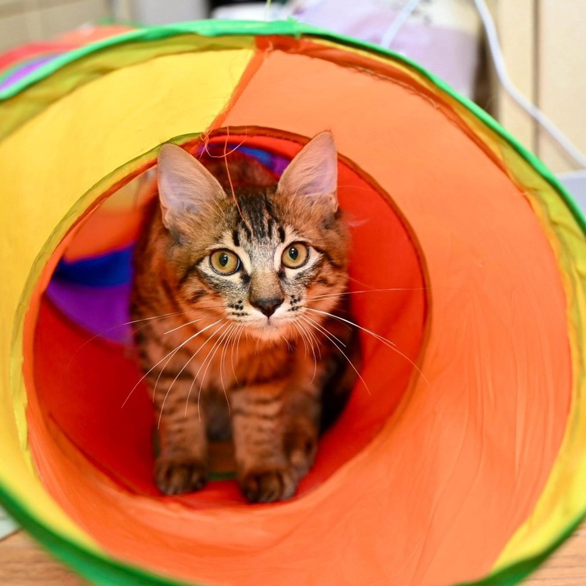 pet-image-3