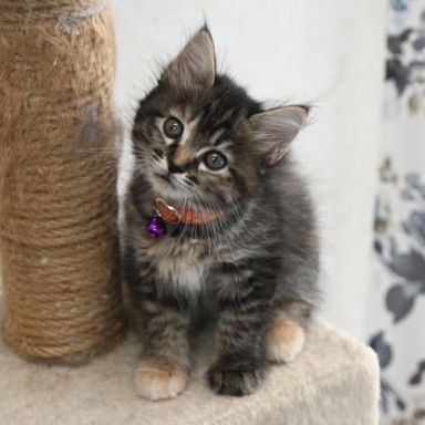 雑種（ミックス猫）・メスの里親募集の写真