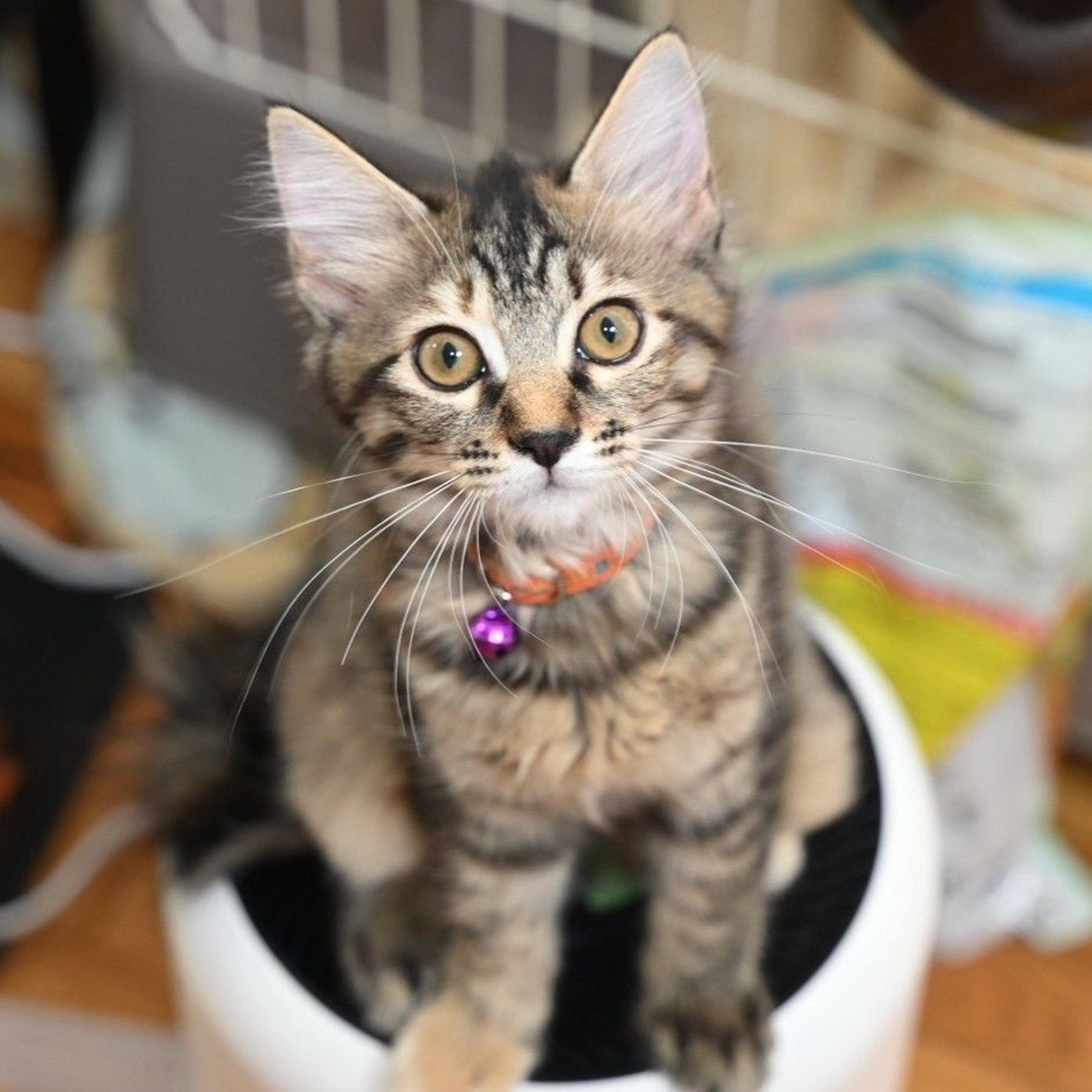 pet-image-3
