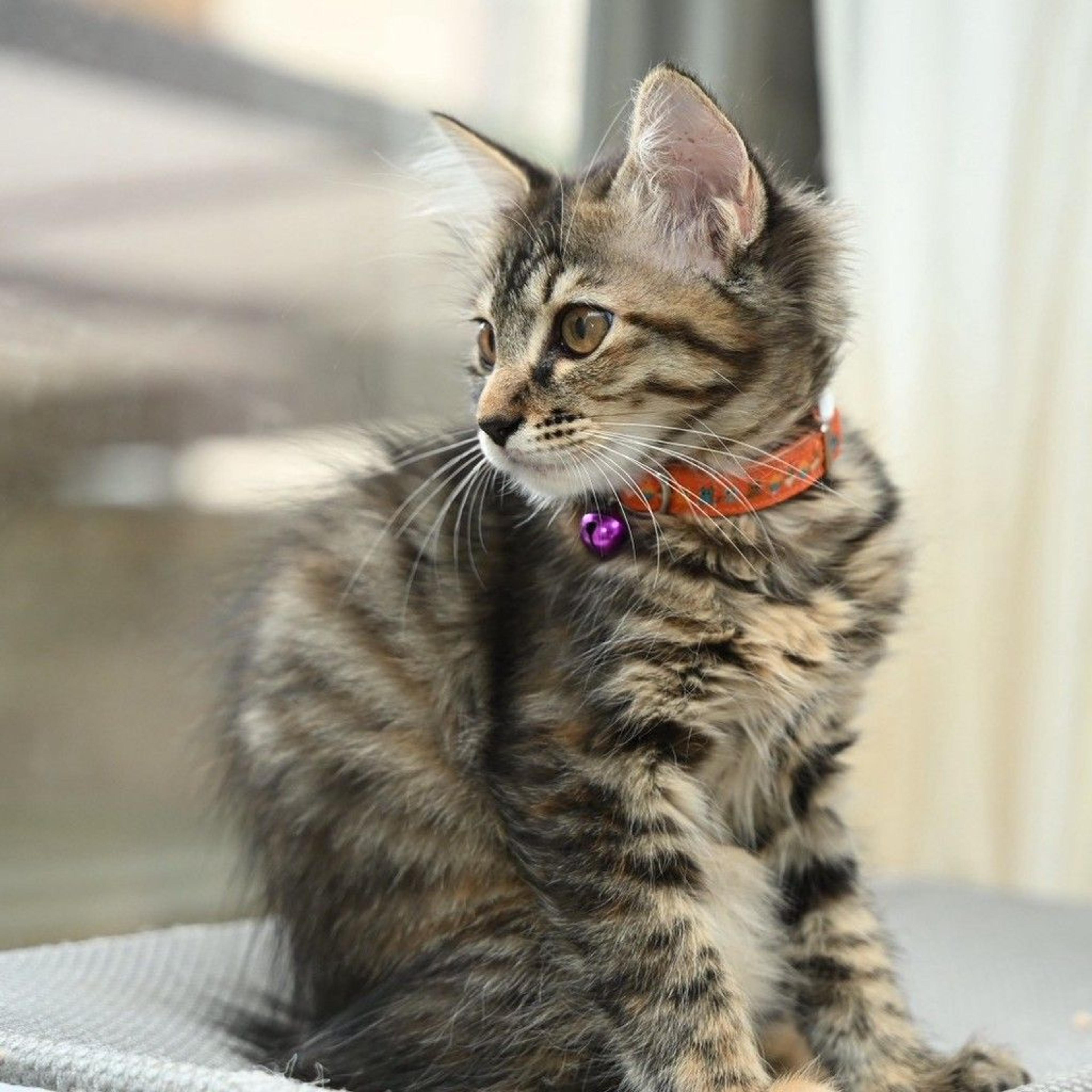 pet-image-4