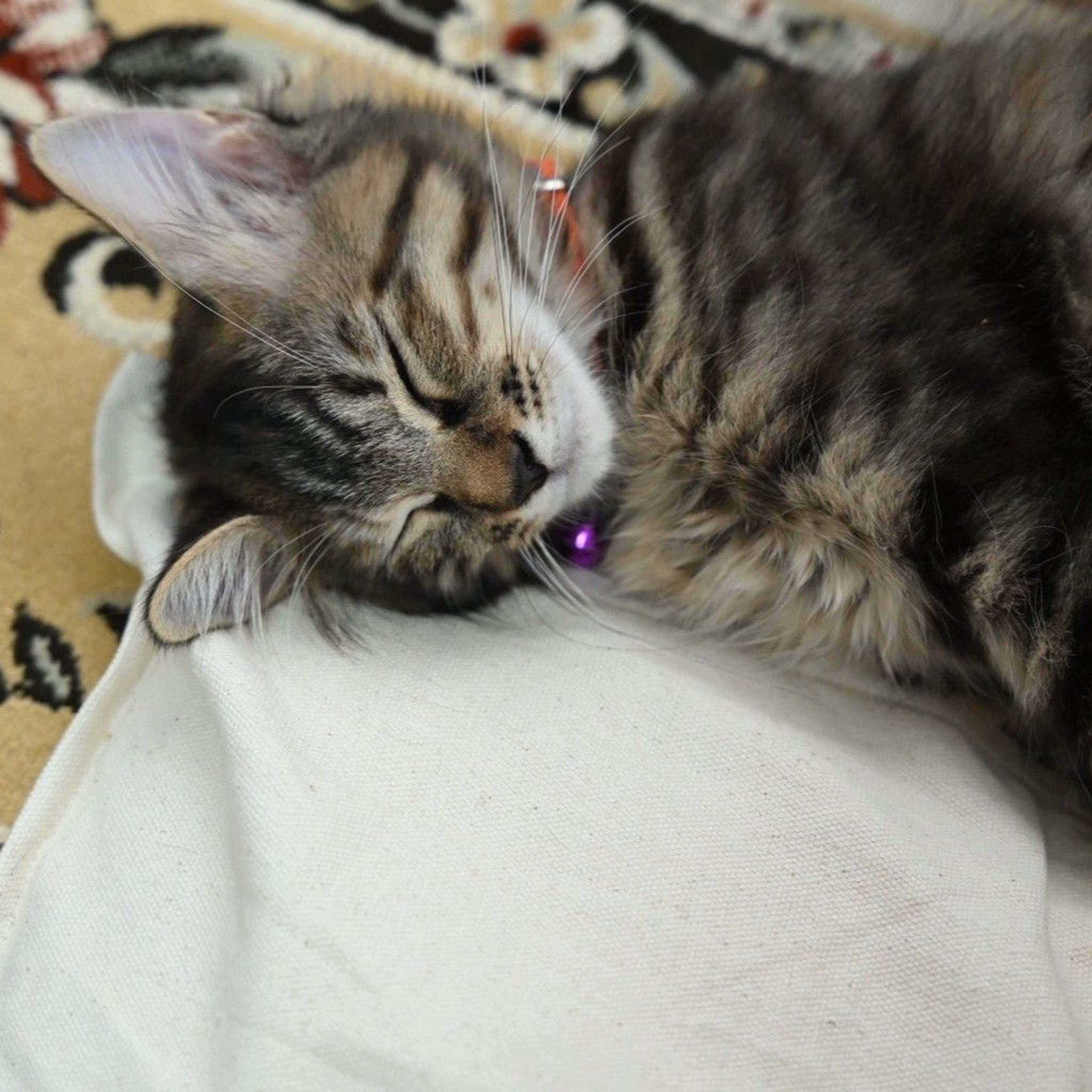 pet-image-5