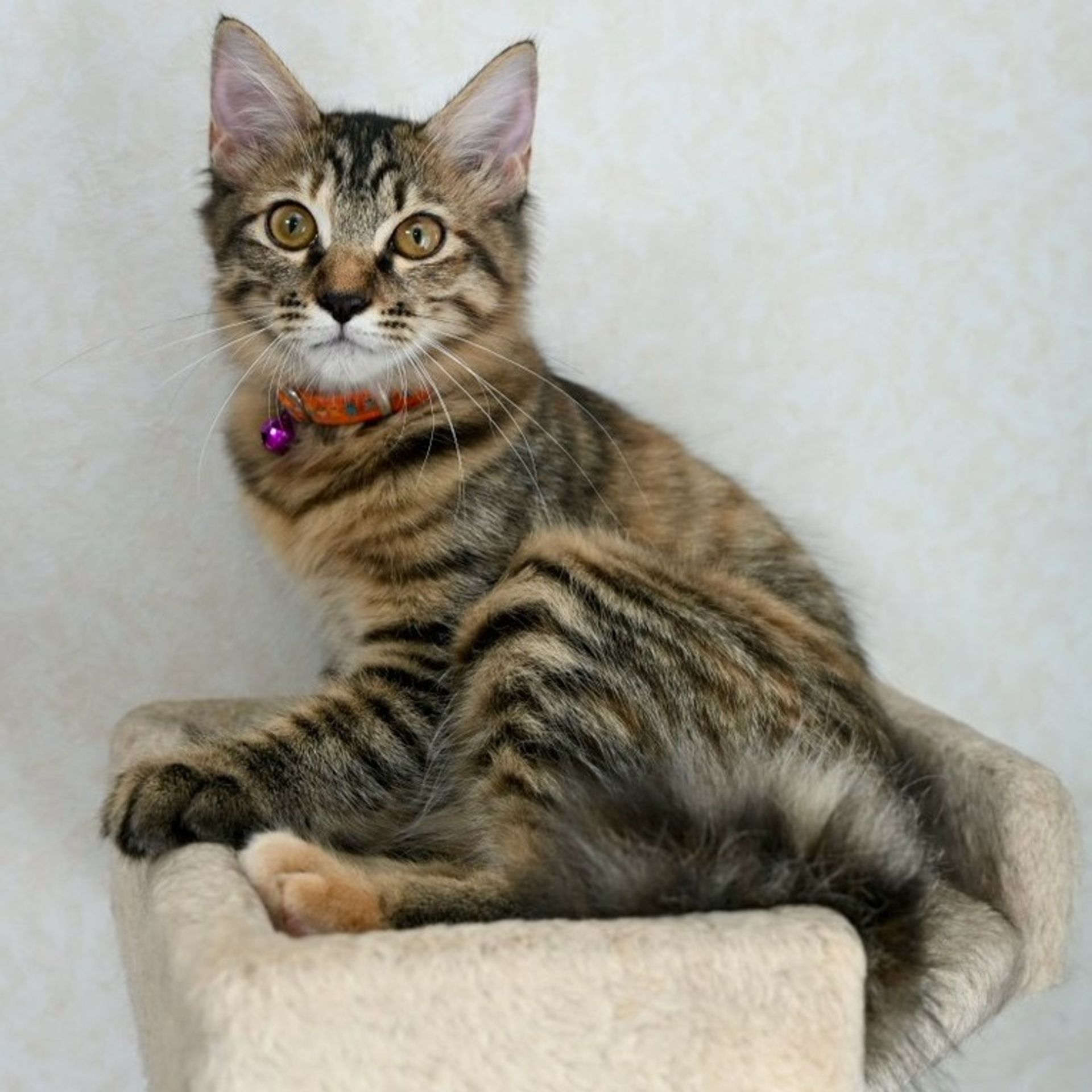 雑種（ミックス猫）・メスの里親募集の写真