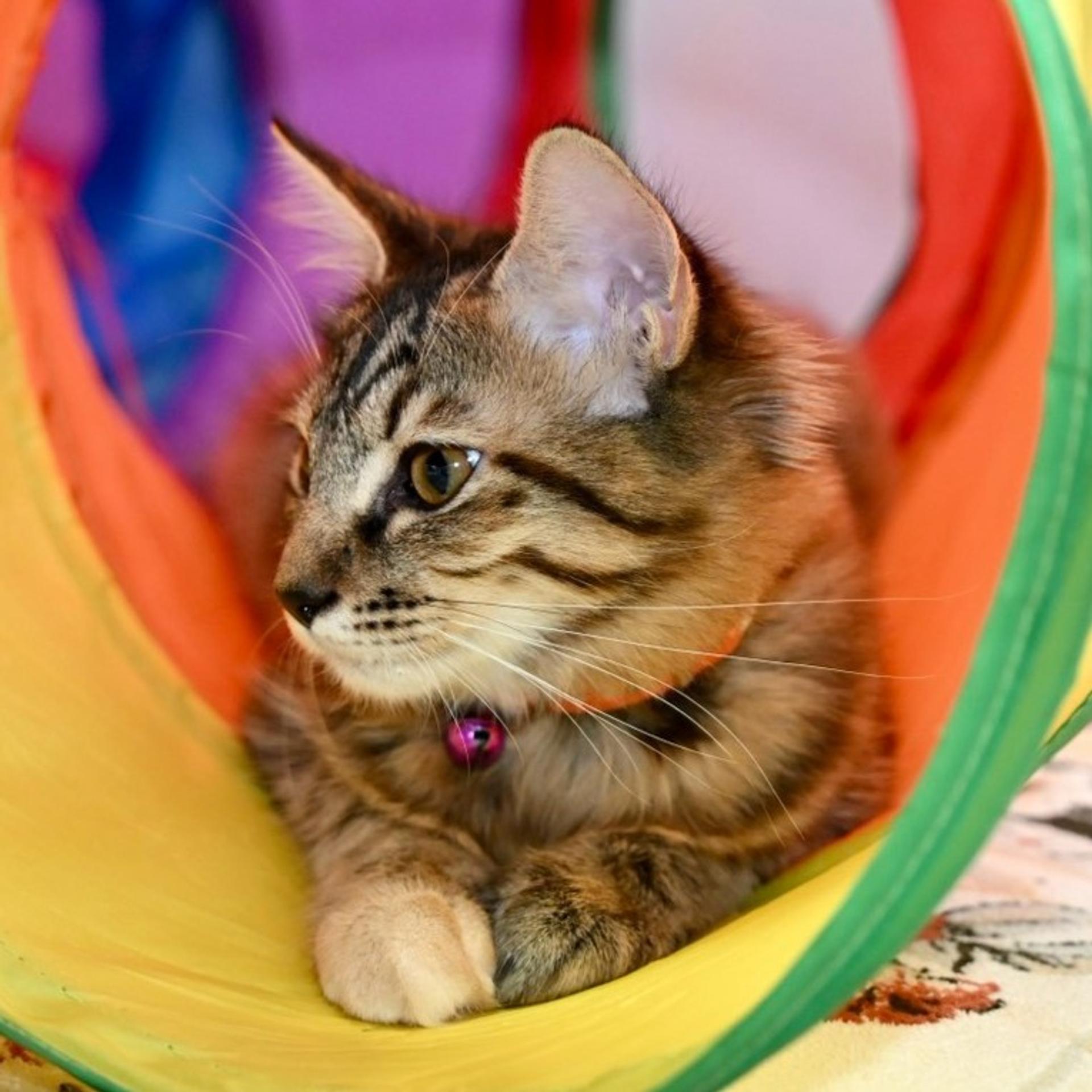 pet-image-3