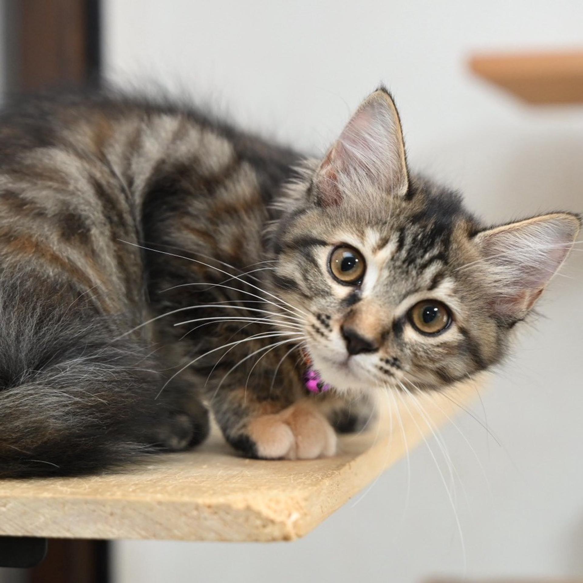 pet-image-5