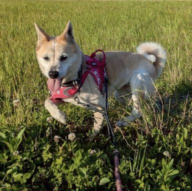 雑種（ミックス犬）・メスの里親募集の写真