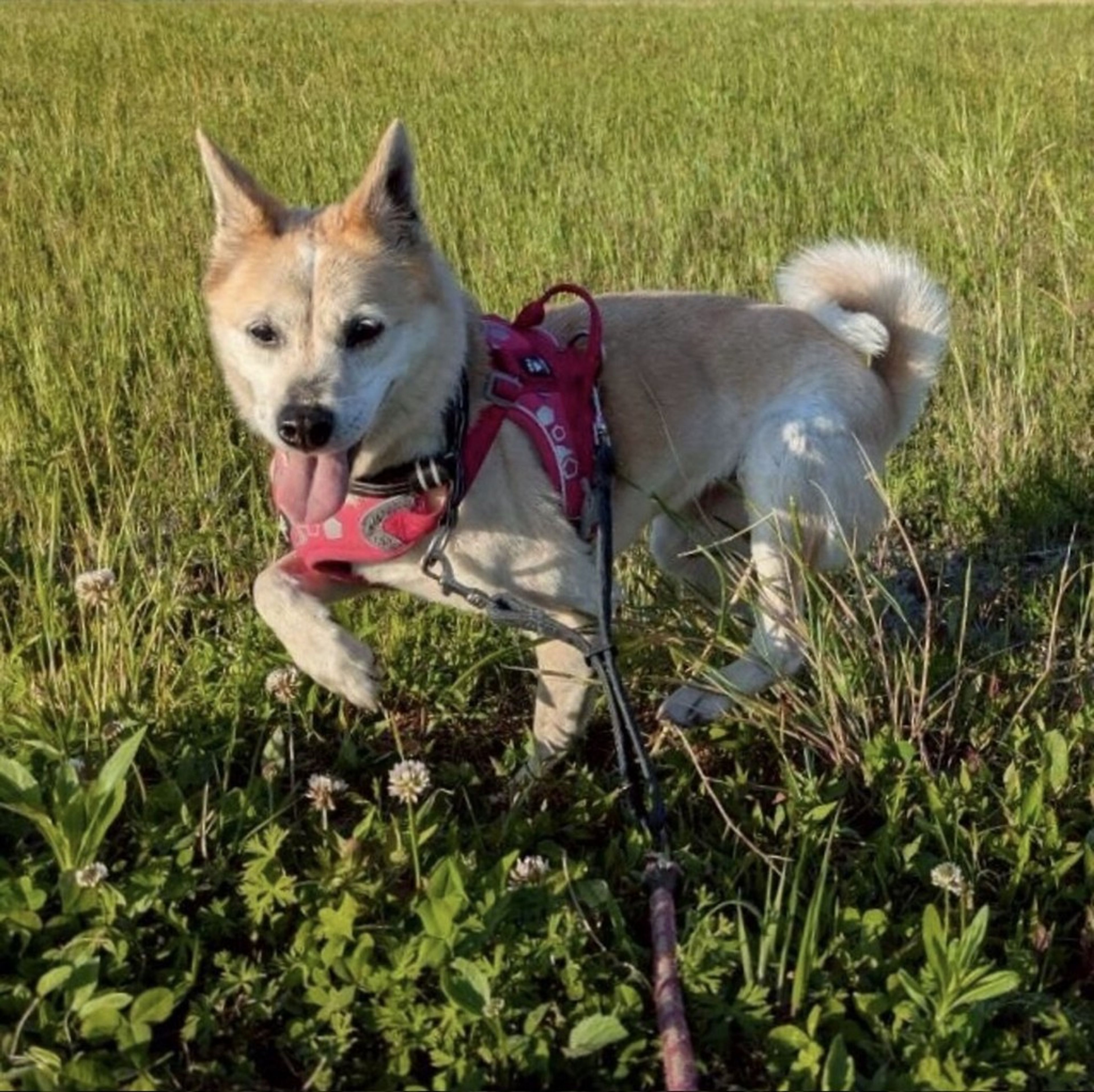 雑種（ミックス犬）・メスの里親募集の写真