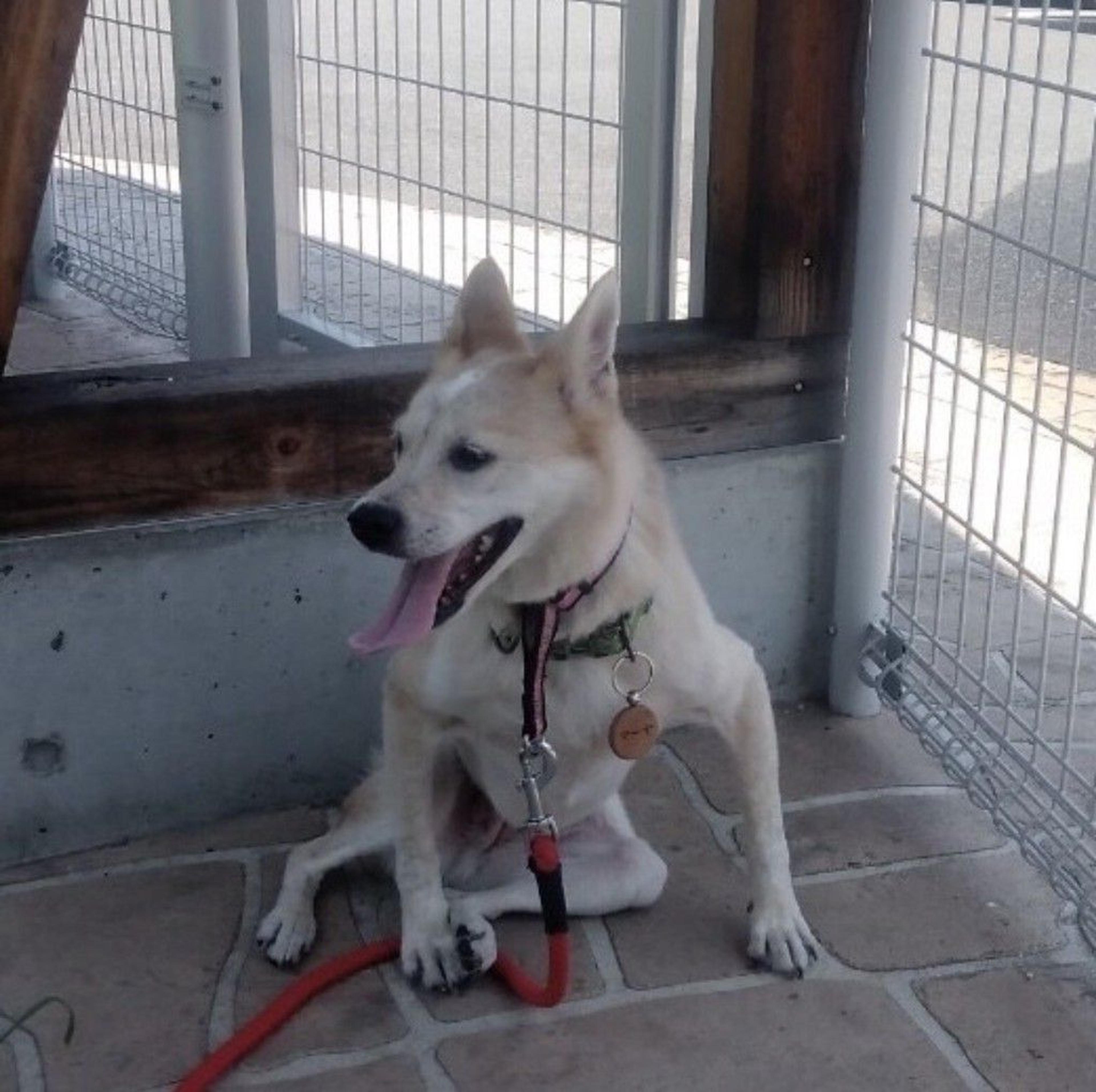 pet-image-6