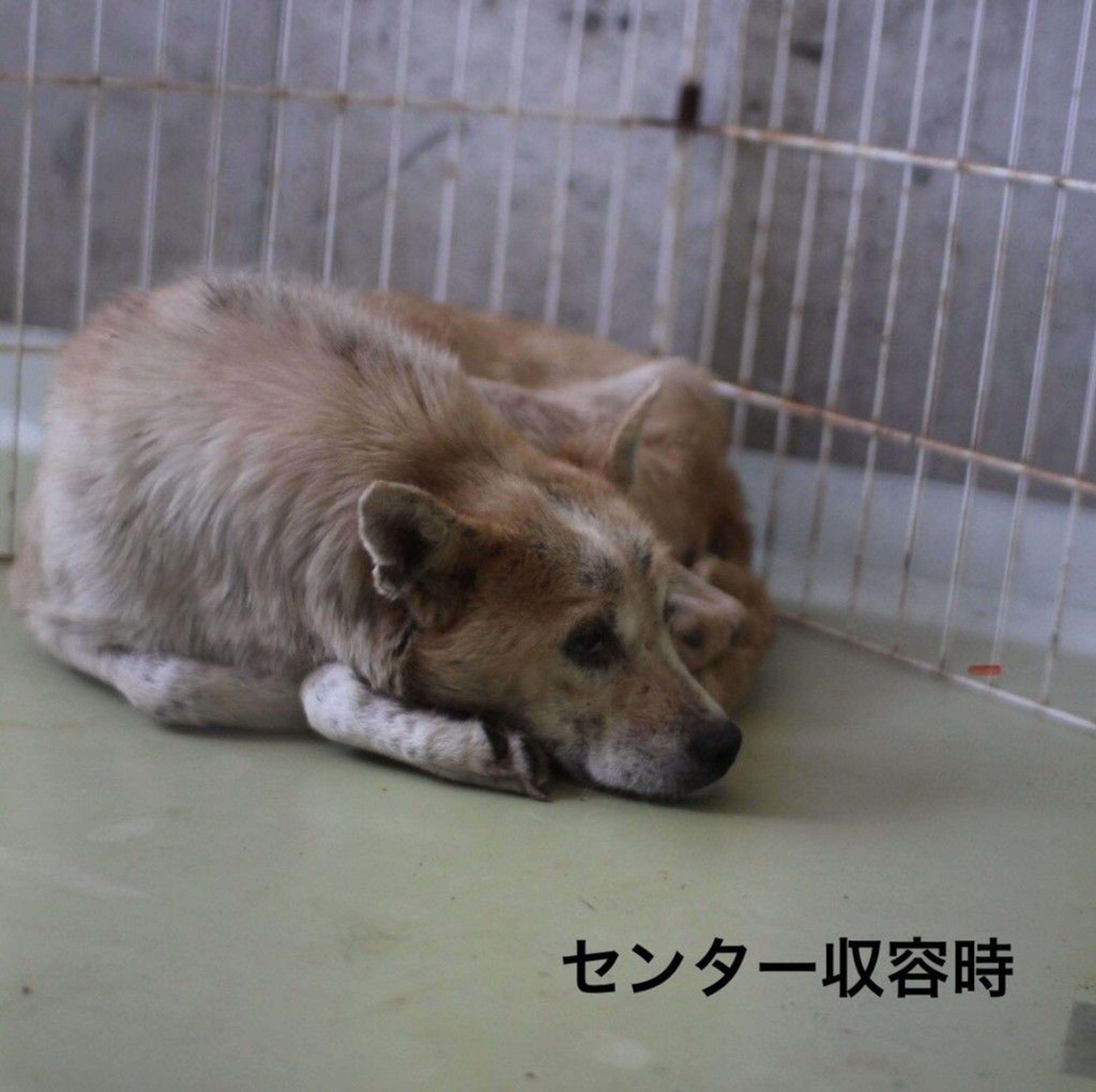 pet-image-7