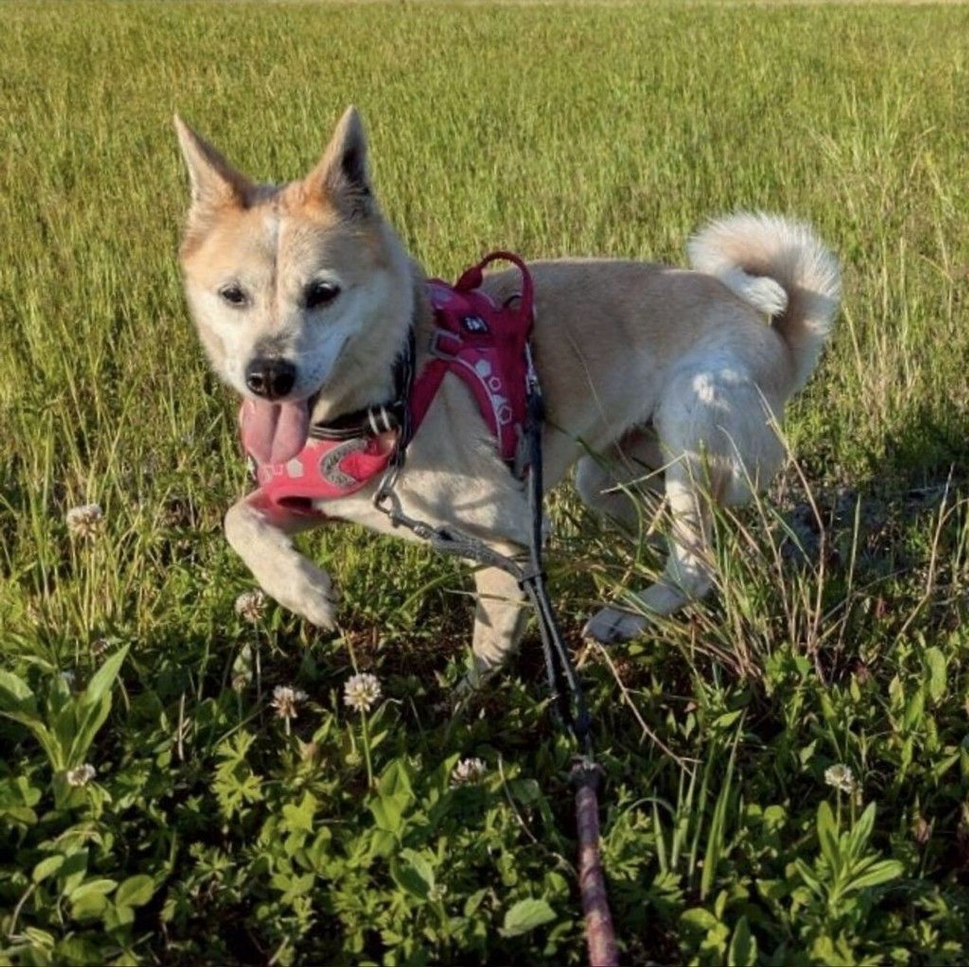 雑種（ミックス犬）・メスの里親募集の写真