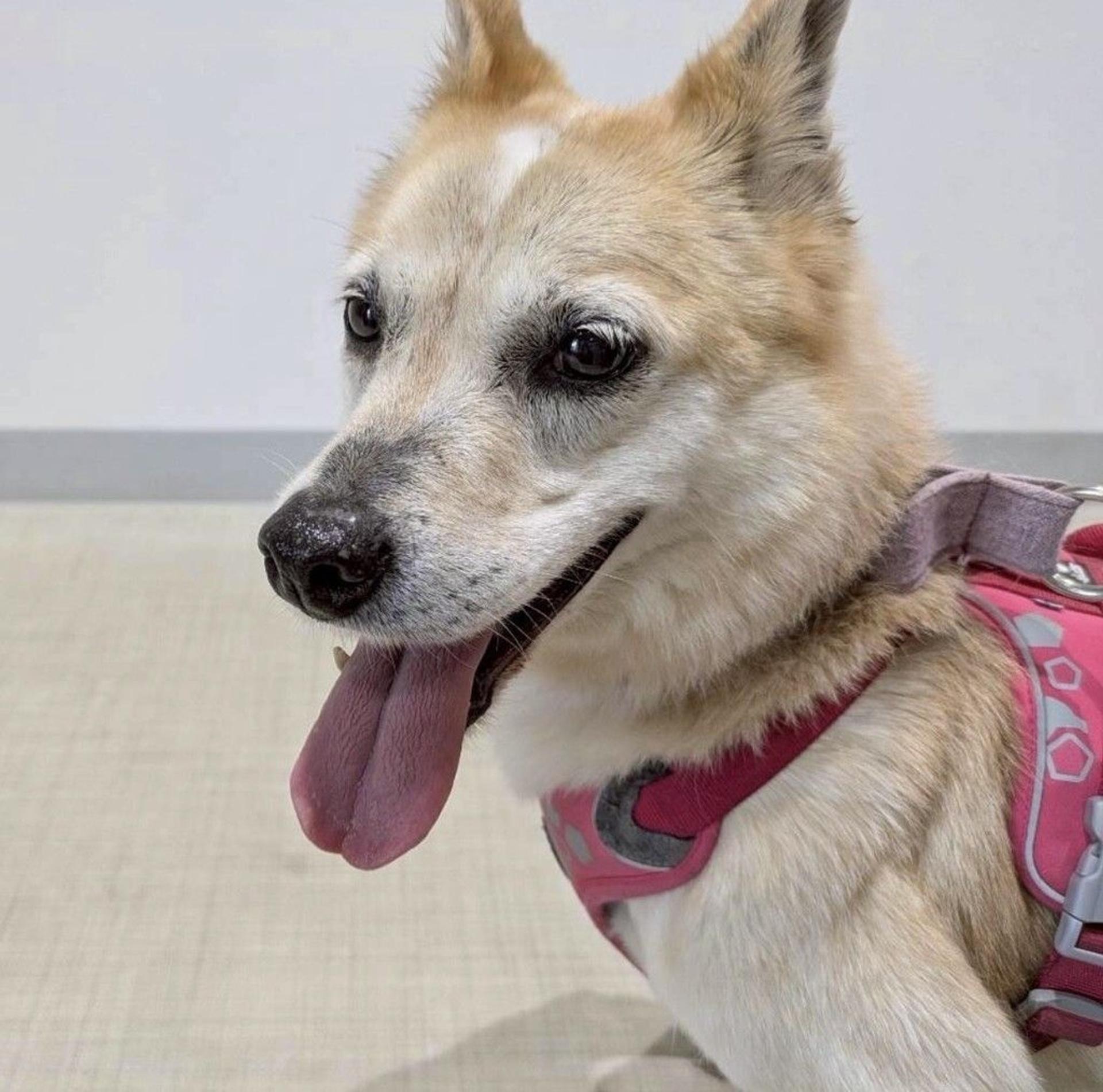 pet-image-2