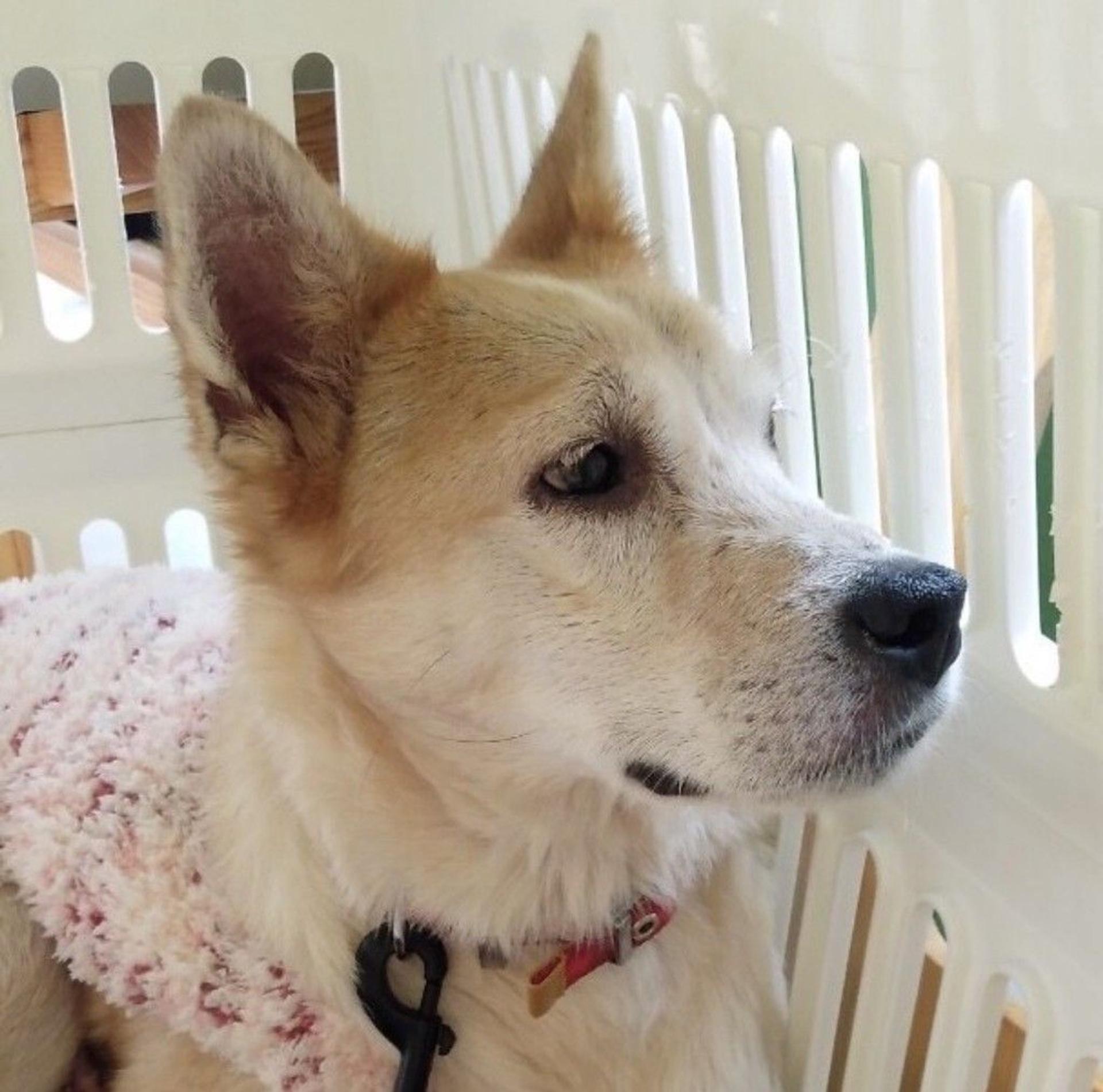 pet-image-3