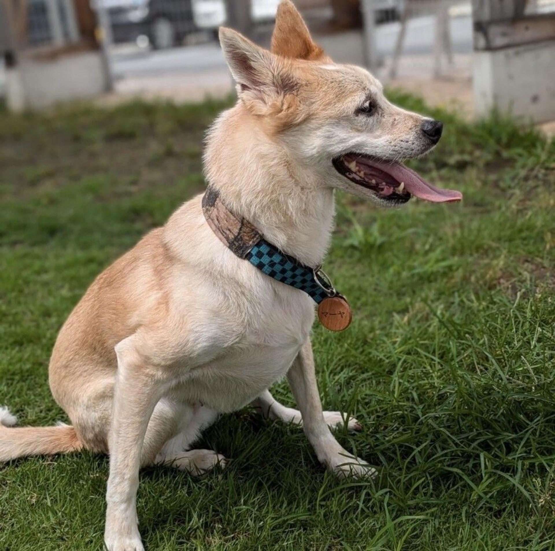 pet-image-5