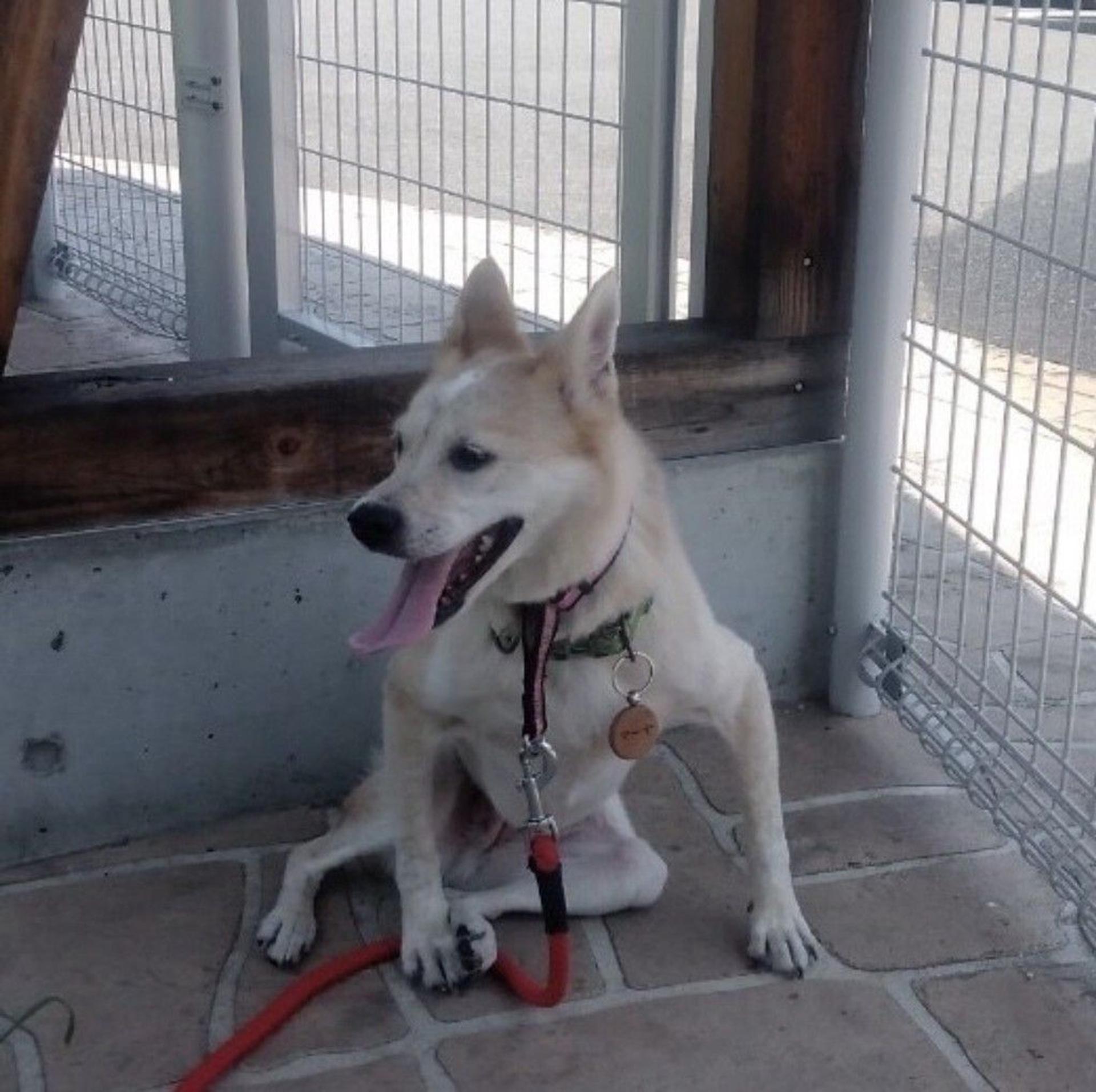 pet-image-6