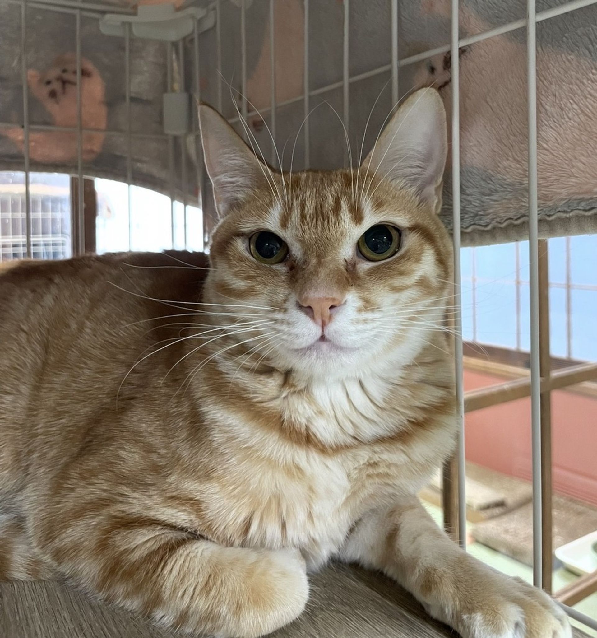 雑種（ミックス猫）・メスの里親募集の写真