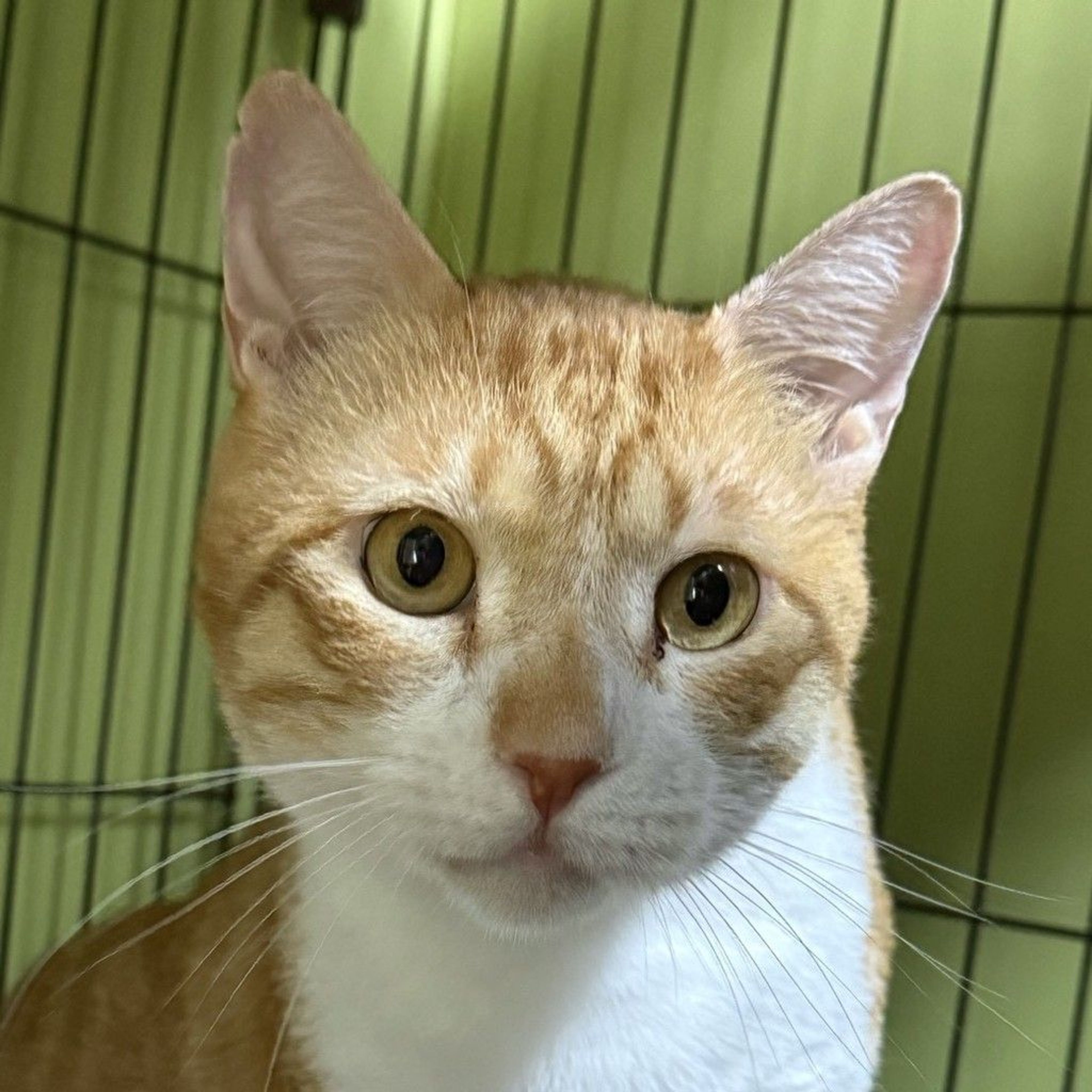 雑種（ミックス猫）・オスの里親募集の写真