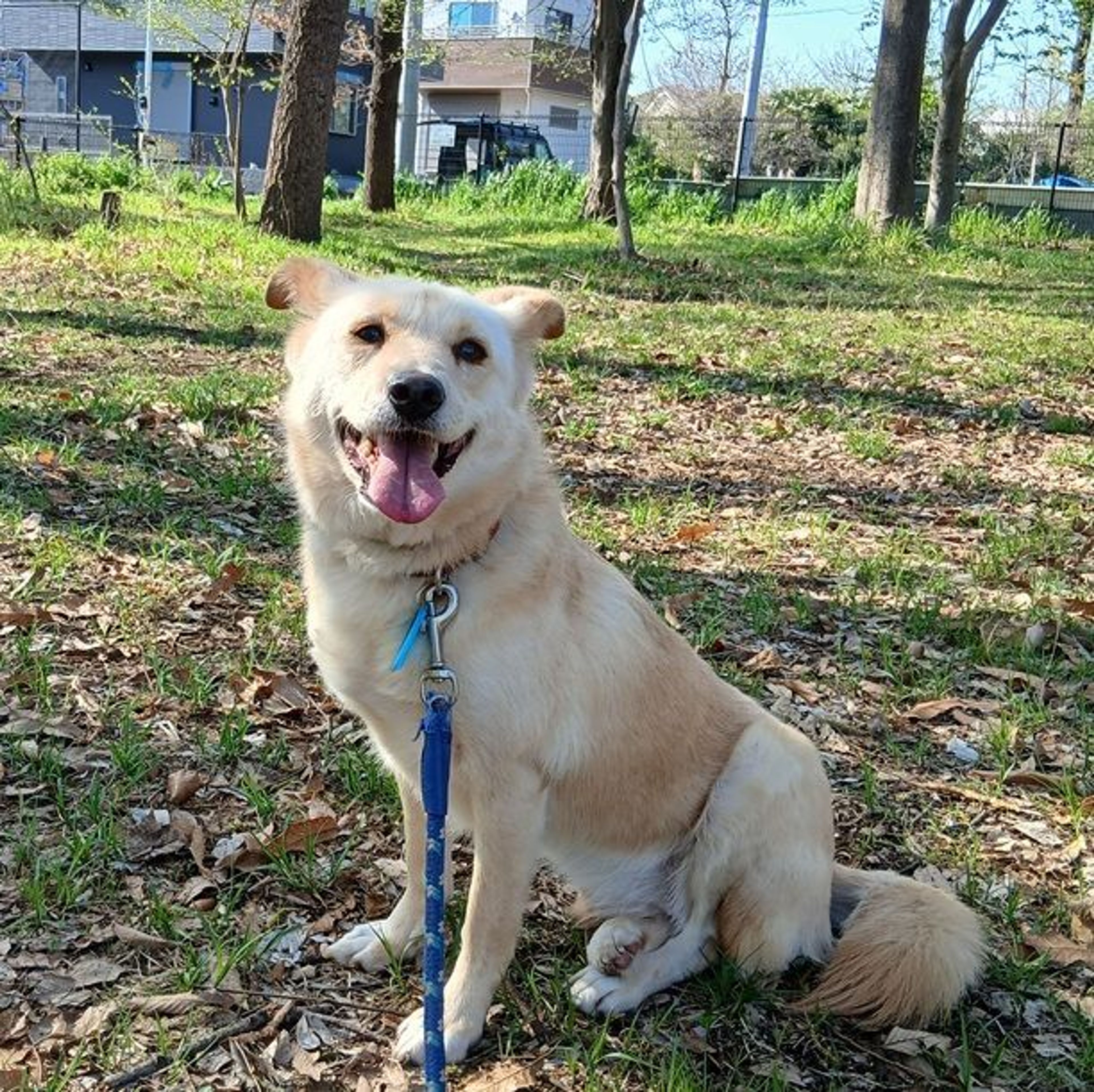 pet-image-3