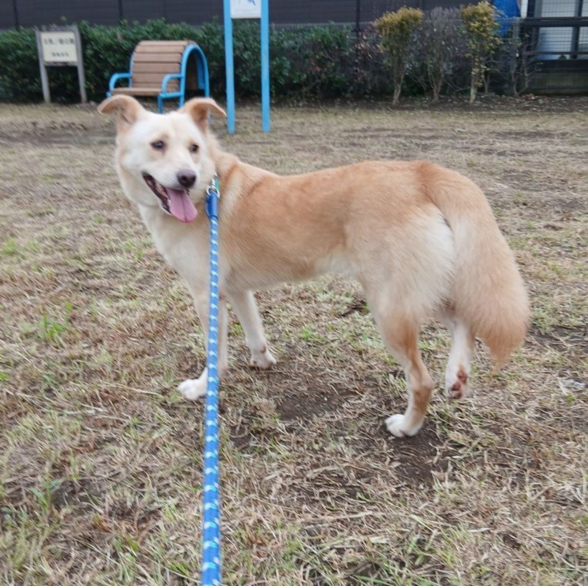 雑種（ミックス犬）・メスの里親募集の写真