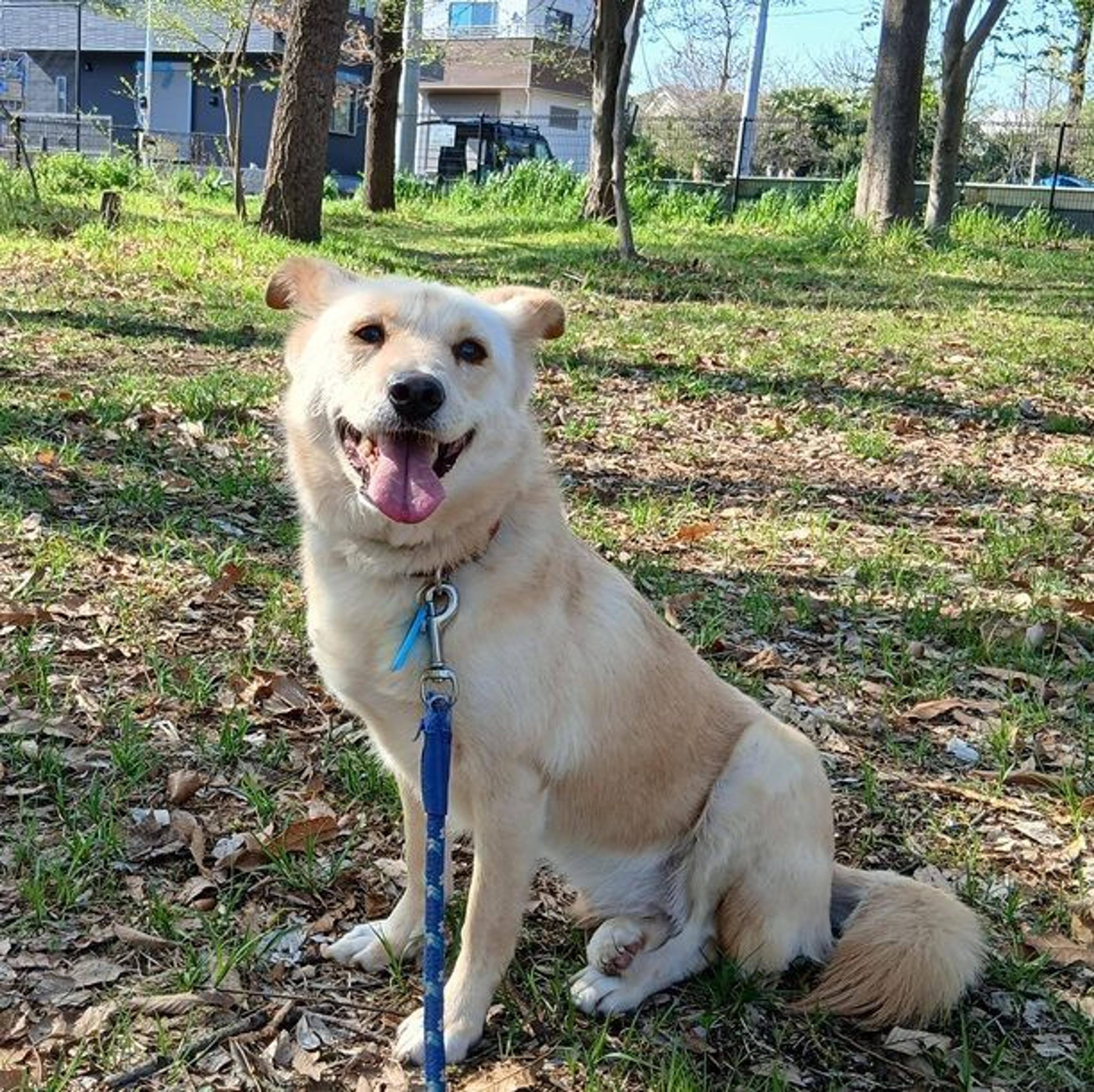 pet-image-3