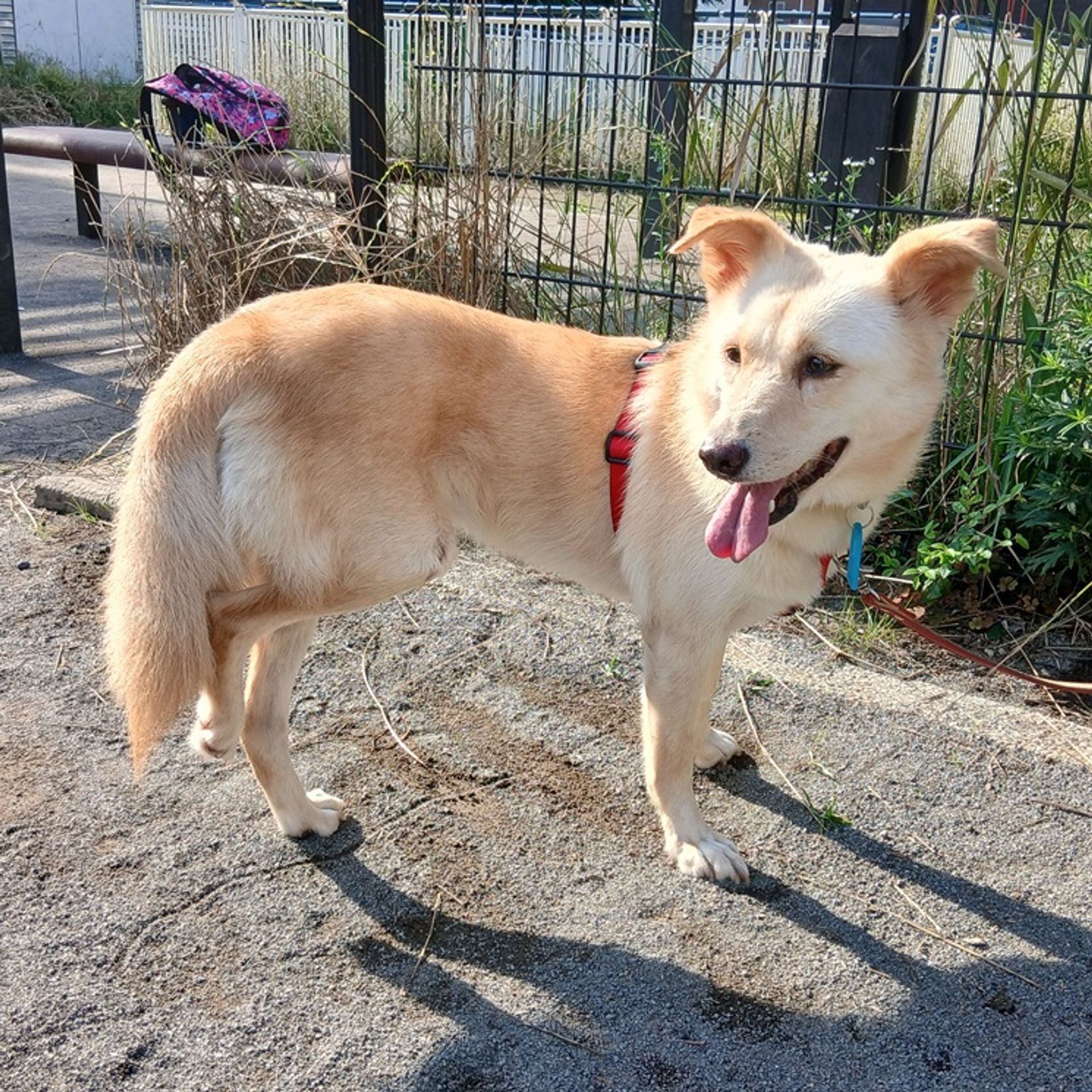 雑種（ミックス犬）・メスの里親募集の写真