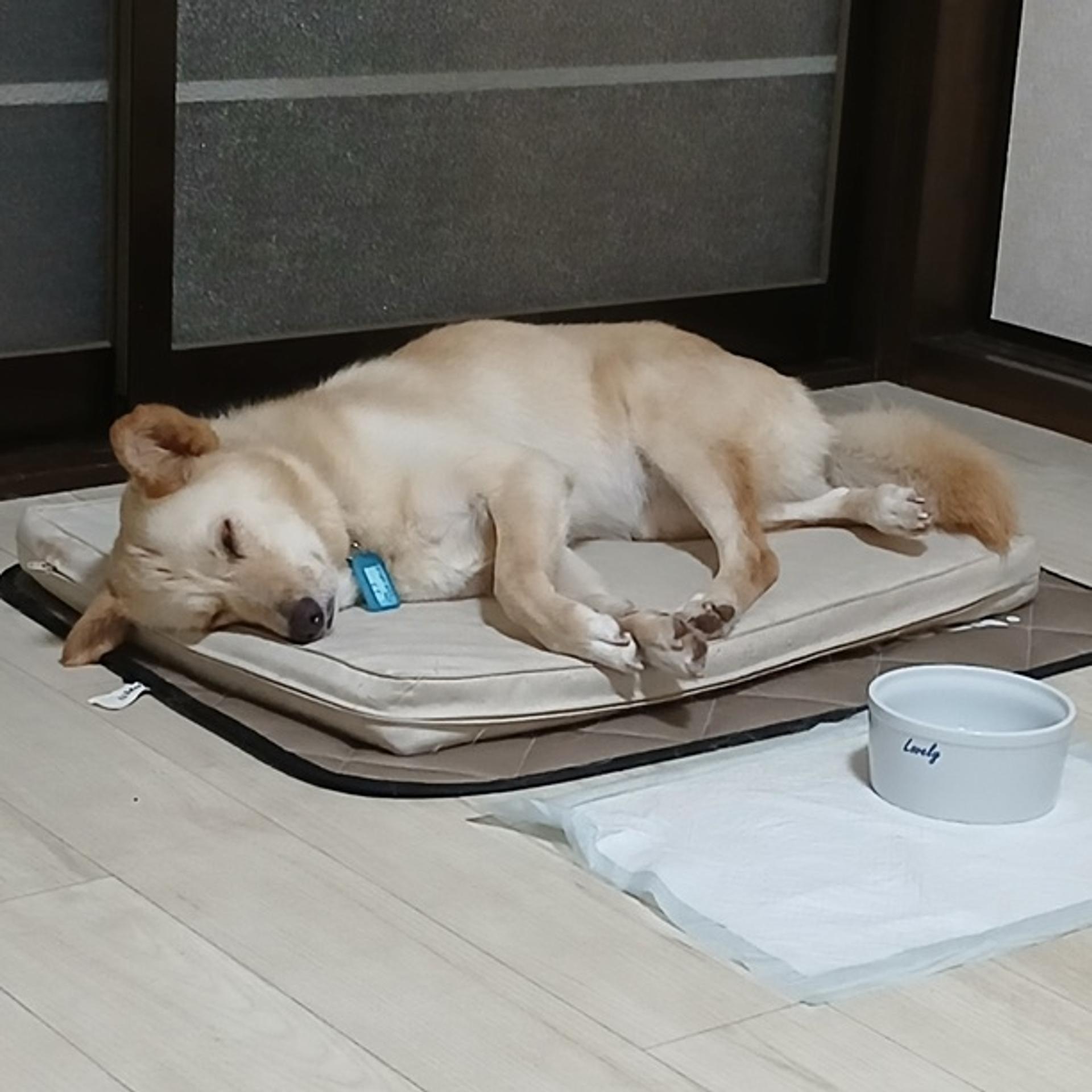 pet-image-5