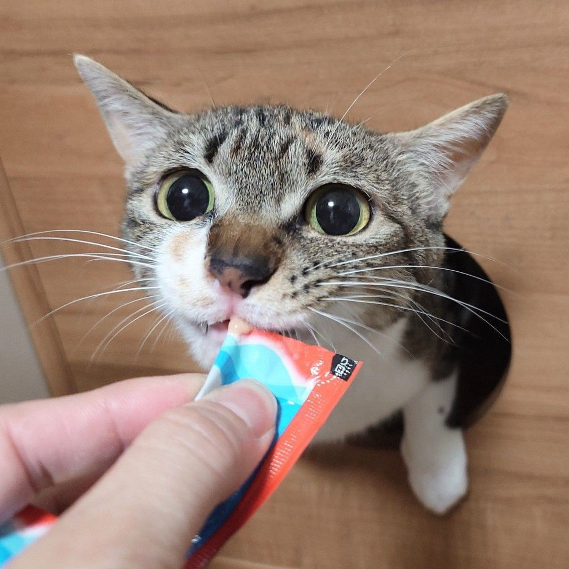 雑種（ミックス猫）・メスの里親募集の写真
