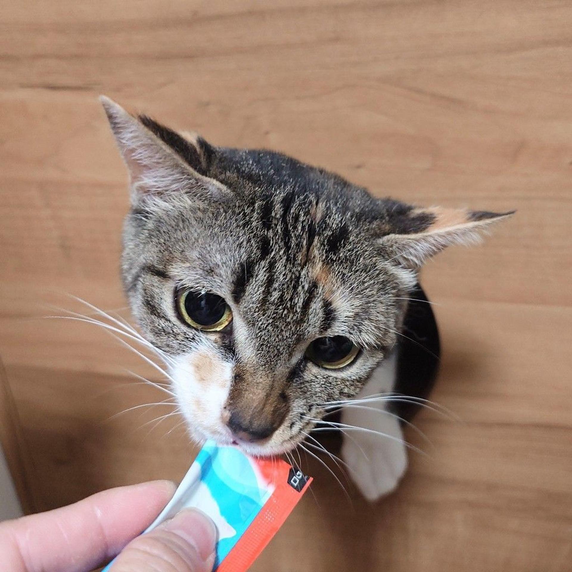 pet-image-3