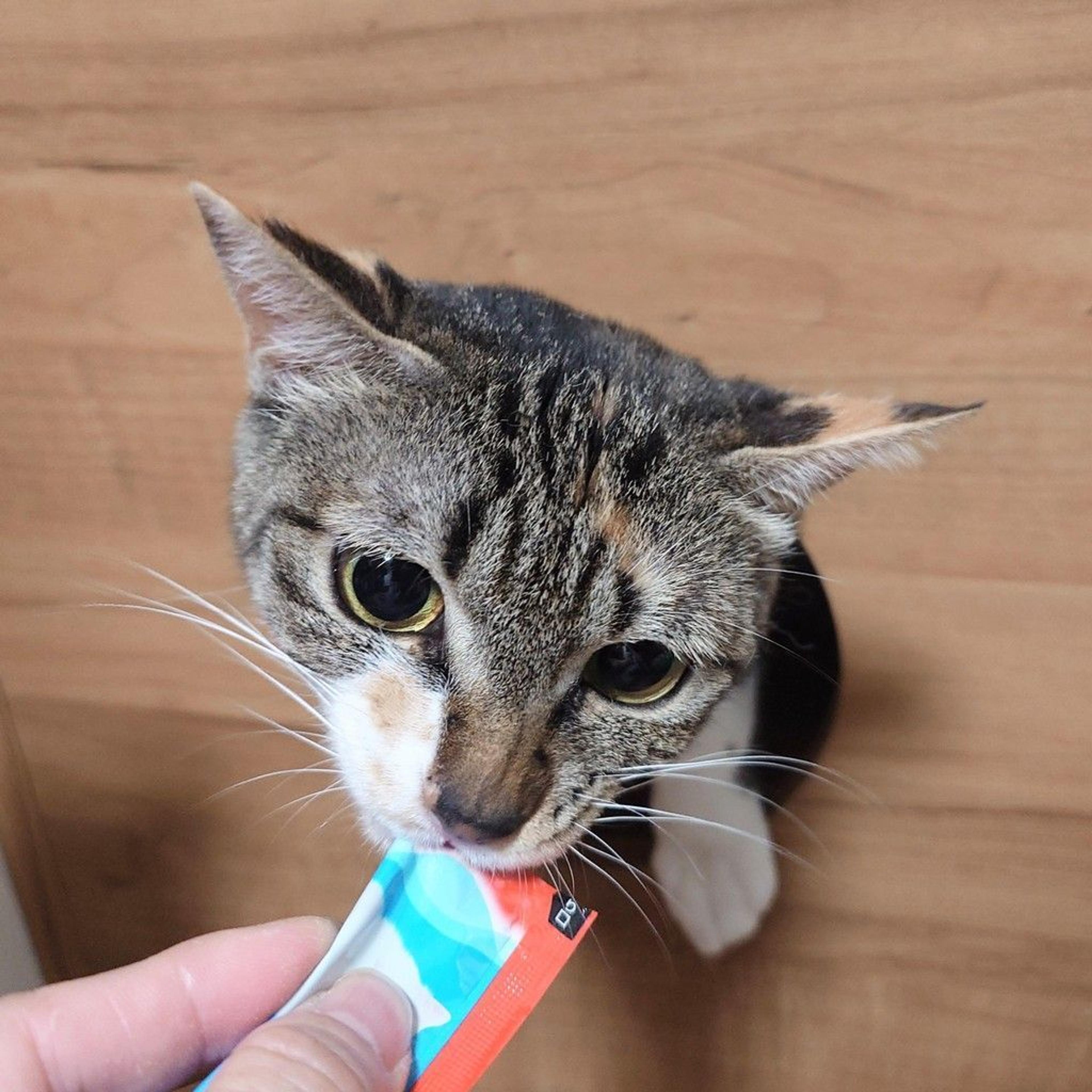 pet-image-3